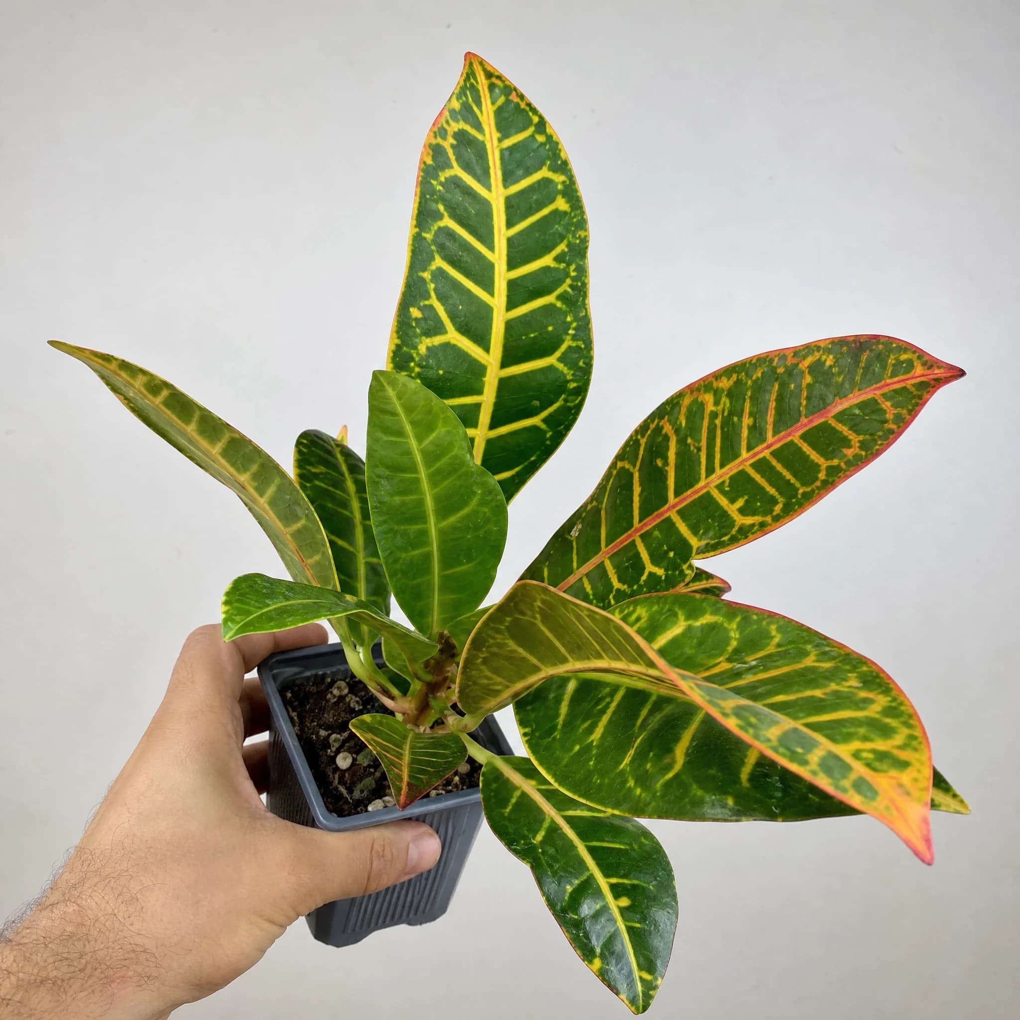 קרוטון 'פטרה׳ (codiaeum variegatum petra) — תקריב עלים, משתלת הדר נוי