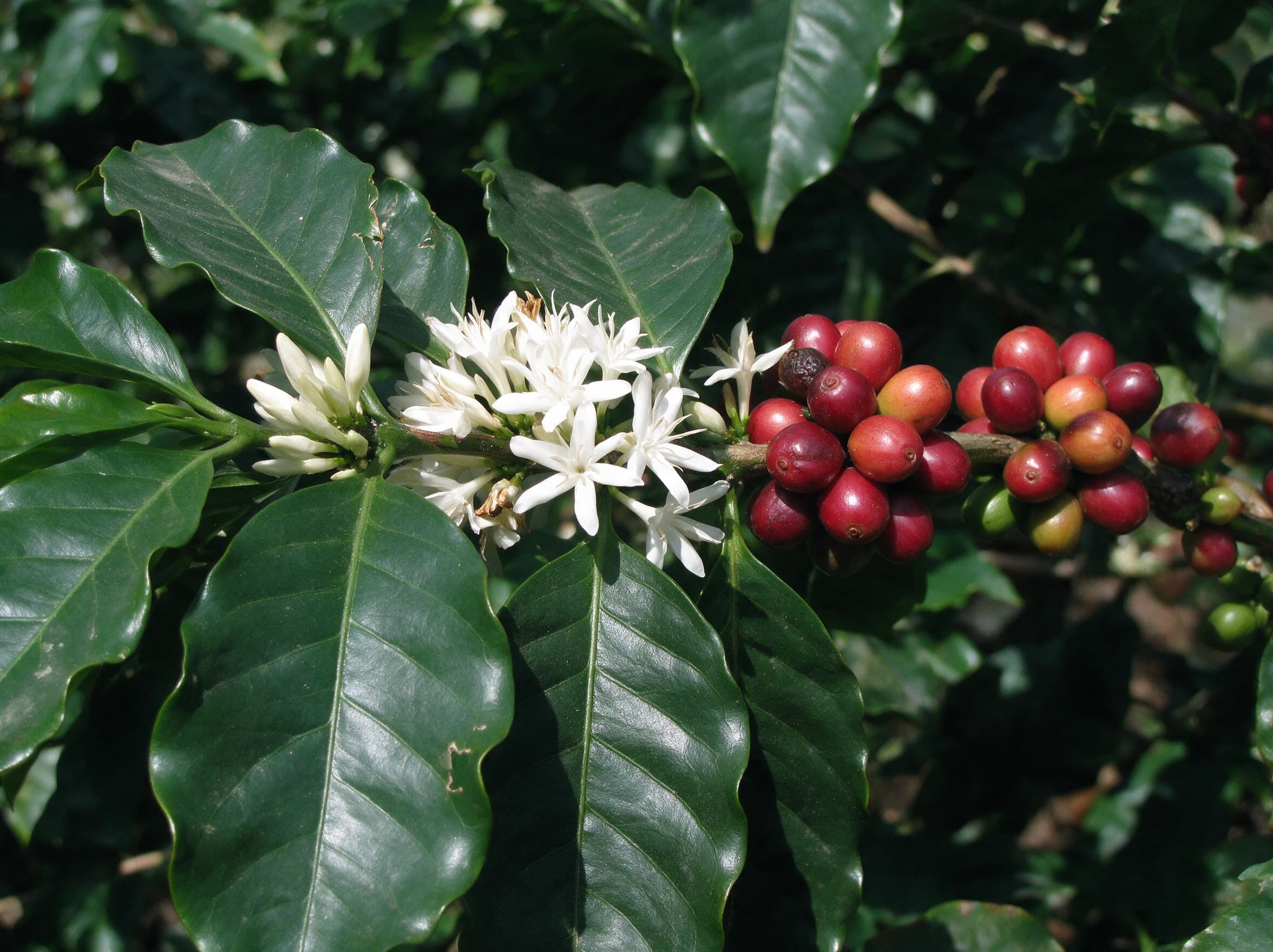 עץ קפה (Coffea) (coffea arabica) — תקריב פריחה, משתלת הדר נוי