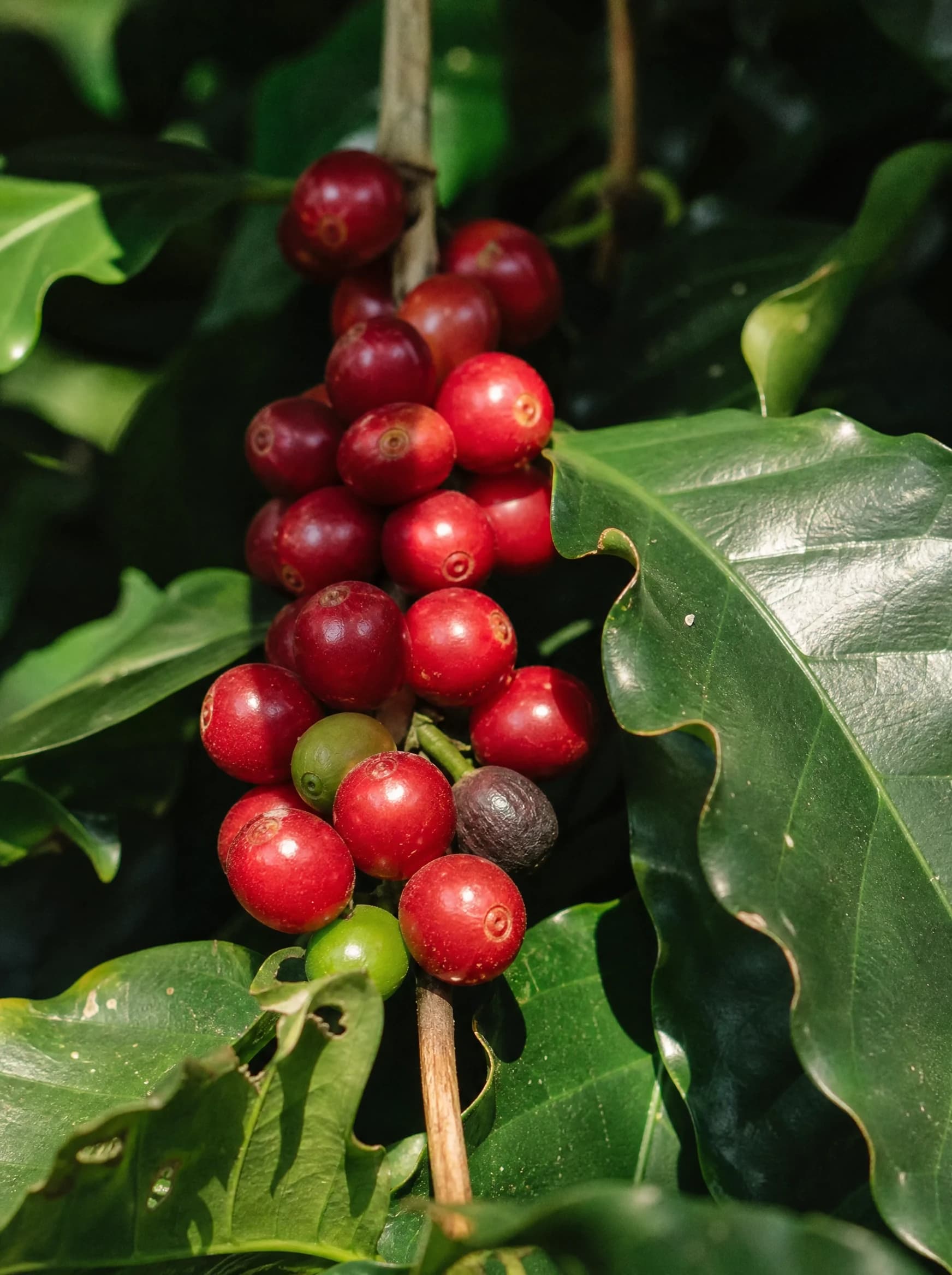 עץ קפה (Coffea) (coffea arabica) — תקריב פרי, משתלת הדר נוי