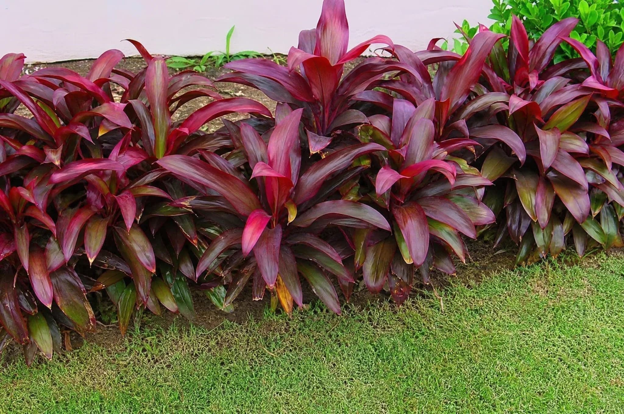 קורדילינה אדומה (cordyline fruticosa) — שורת קורדילינה אדומה רציפה כגדר נמוכה בשולי מדשאה — גדר חיה, משתלת הדר נוי