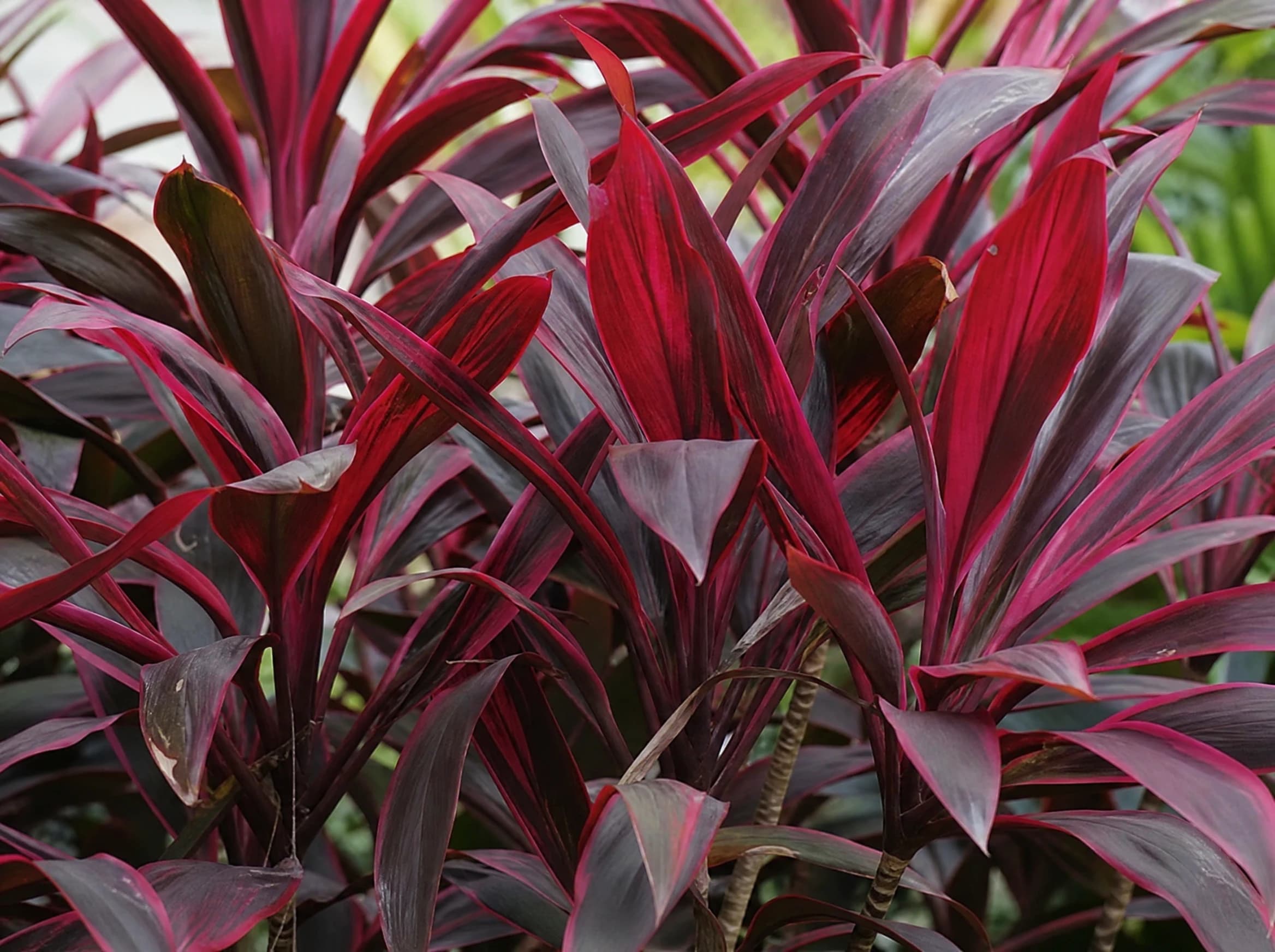 קורדילינה אדומה (cordyline fruticosa) — תקריב עלים, משתלת הדר נוי