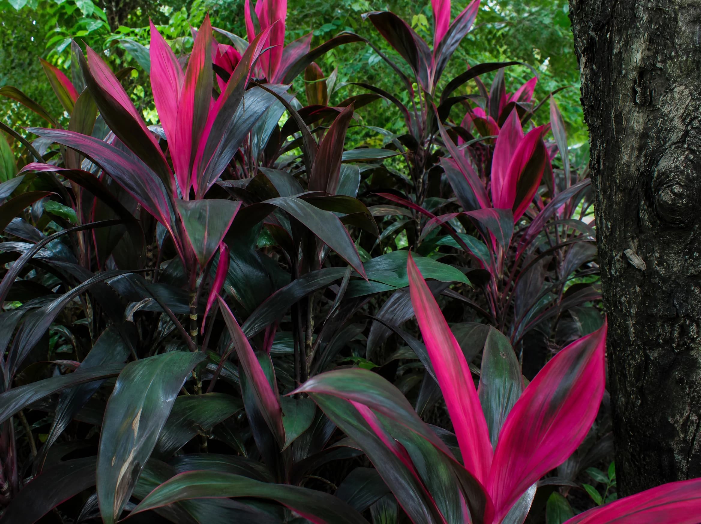 קורדילינה אדומה (cordyline fruticosa) — מרבץ קורדילינה אדומה-ורודה כצמחיית תת-קומה בערוגה טרופית מוצלת — שתילה במסה, משתלת הדר נוי