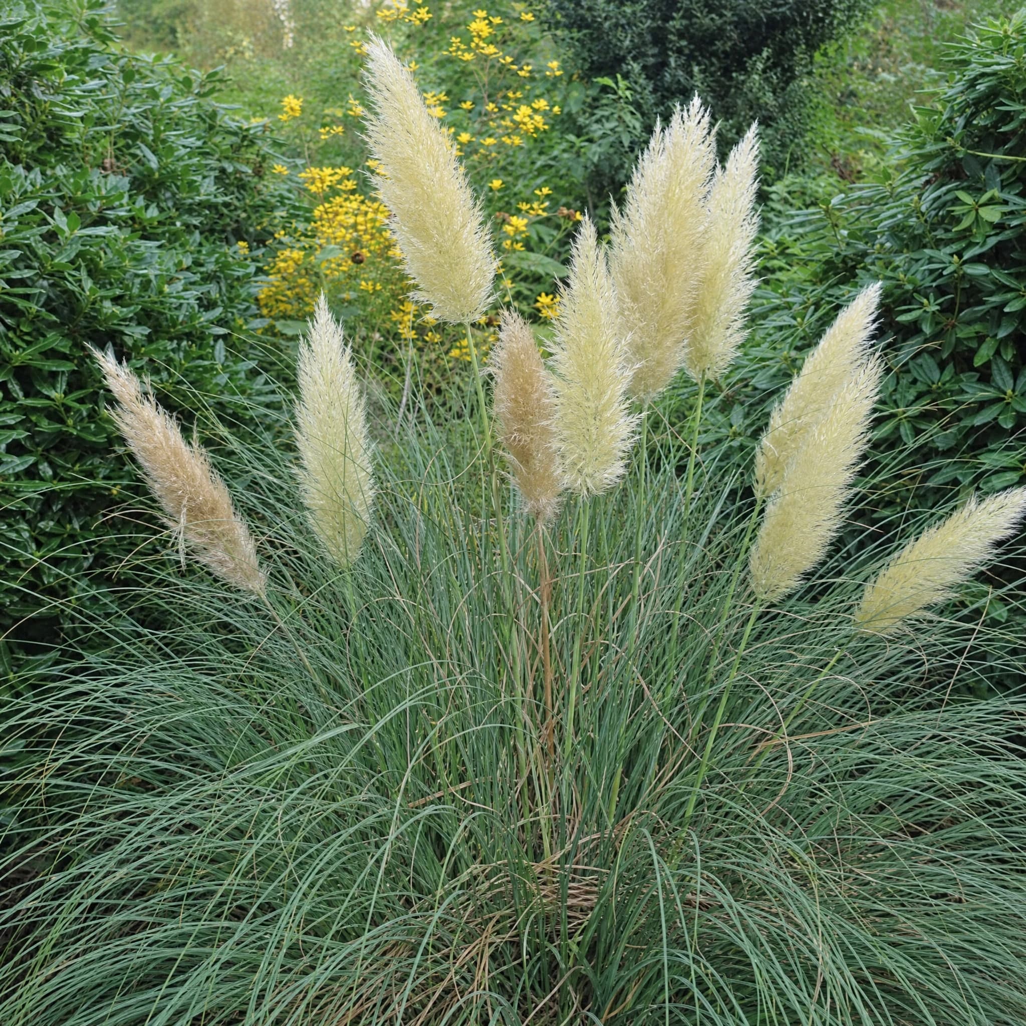 קורטדריה מכסיפה (עשב הפמפס) (cortaderia selloana) — תקריב פריחה, משתלת הדר נוי