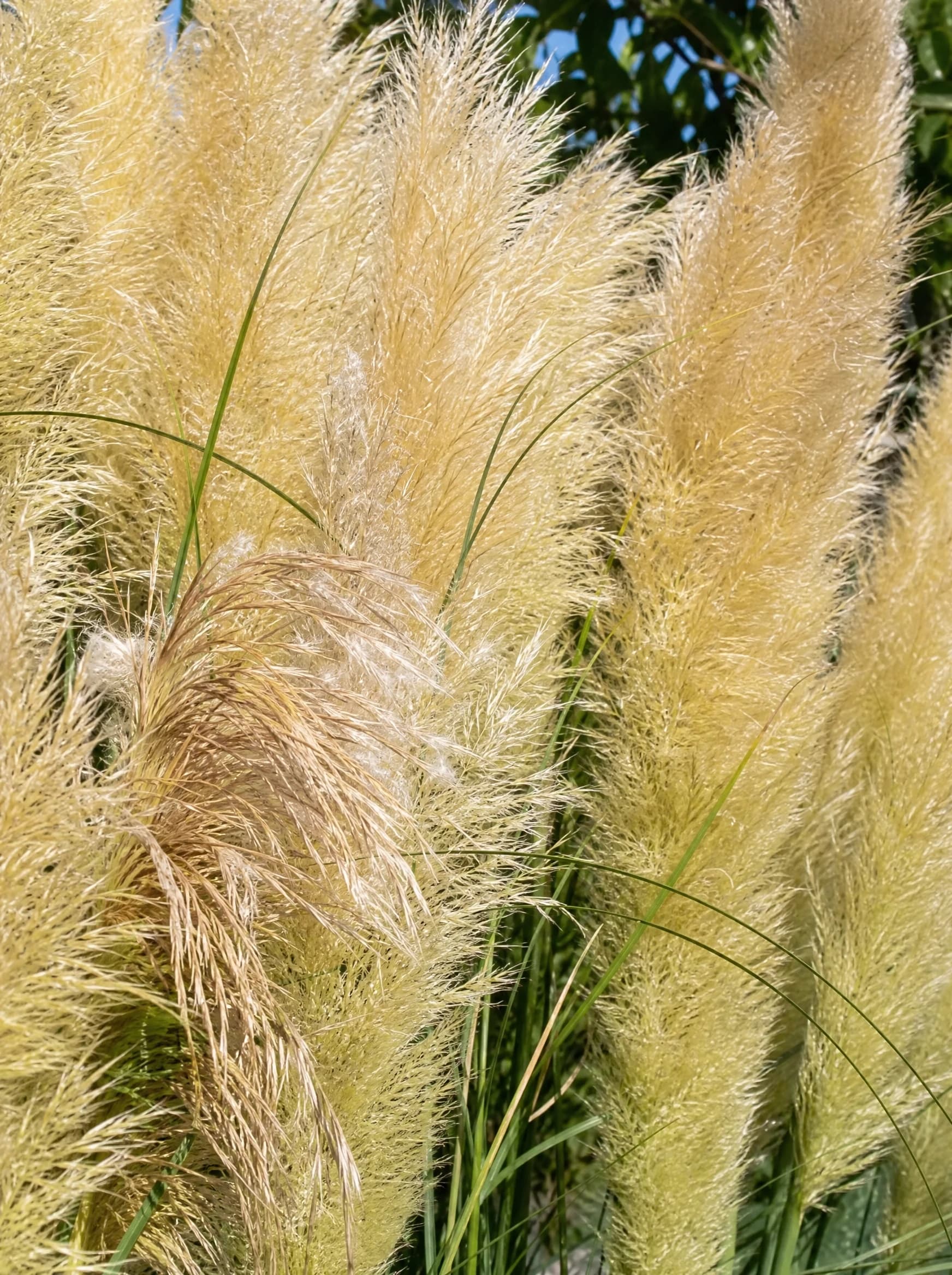 קורטדריה מכסיפה (עשב הפמפס) (cortaderia selloana) — תקריב פריחה, משתלת הדר נוי