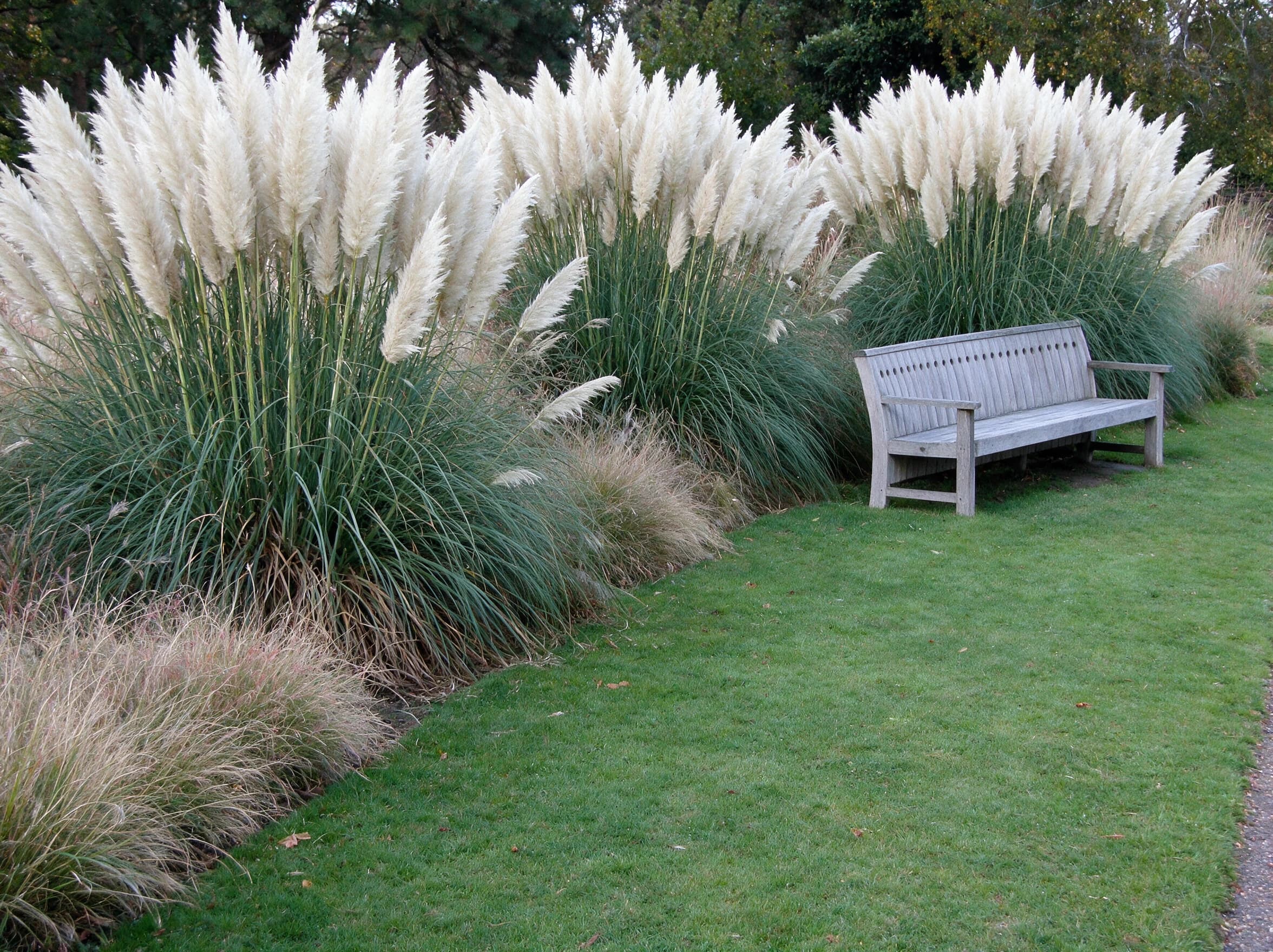 קורטדריה מכסיפה (עשב הפמפס) (cortaderia selloana) — בורדר עשבי נוי עם מכבדי פמפס לבנים מאחורי ספסל עץ במדשאה — שתילה במסה, משתלת הדר נוי