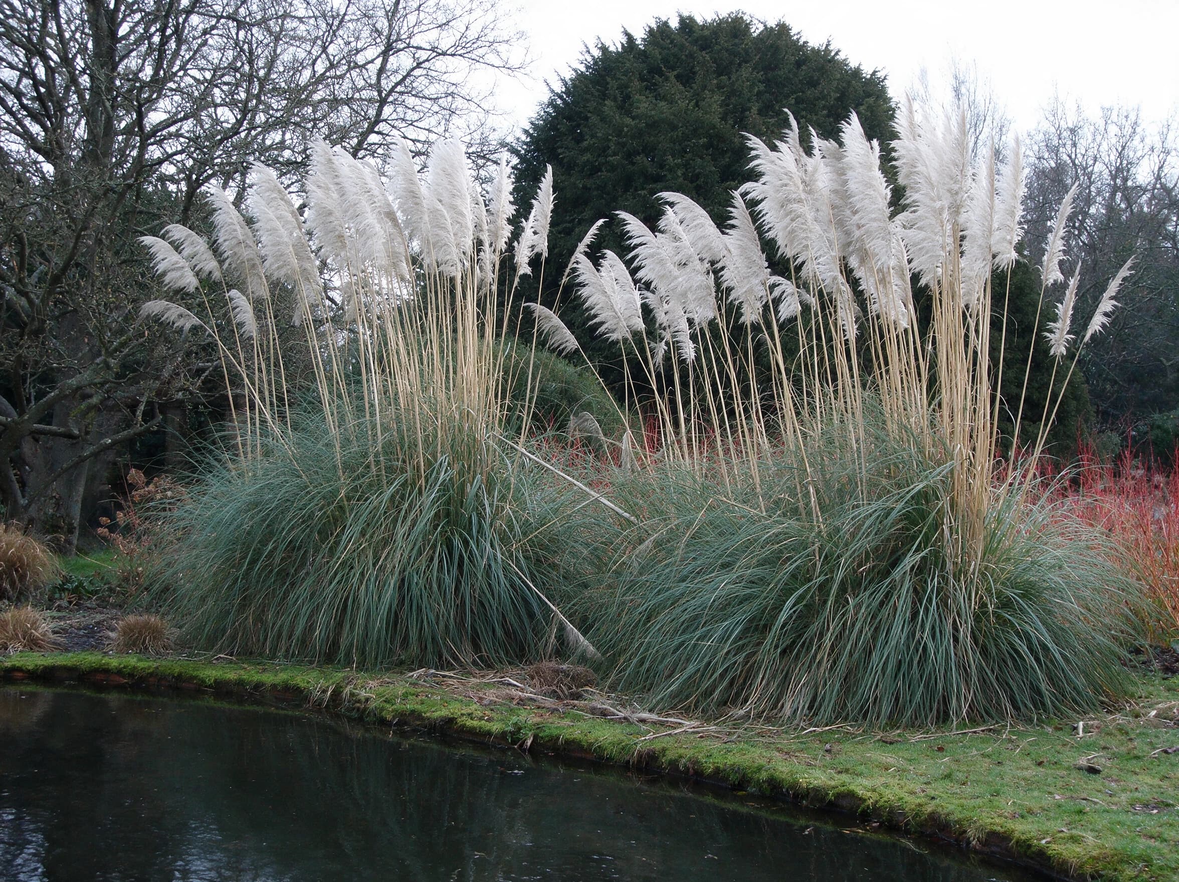 קורטדריה מכסיפה (עשב הפמפס) (cortaderia selloana) — גומות עשב הפמפס עם מכבדים לבנים על גדת בריכה בפארק — שתילה לצד בריכה, משתלת הדר נוי