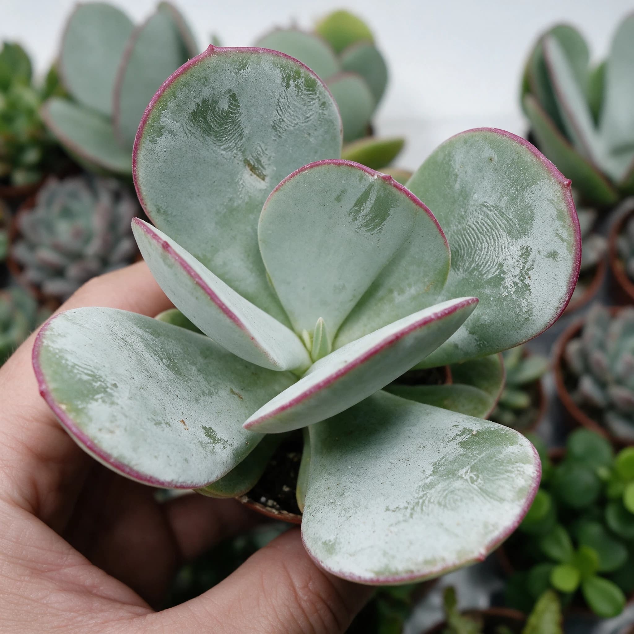 קוטילדון (אוזן חזיר) (cotyledon orbiculata) — תקריב עלים, משתלת הדר נוי