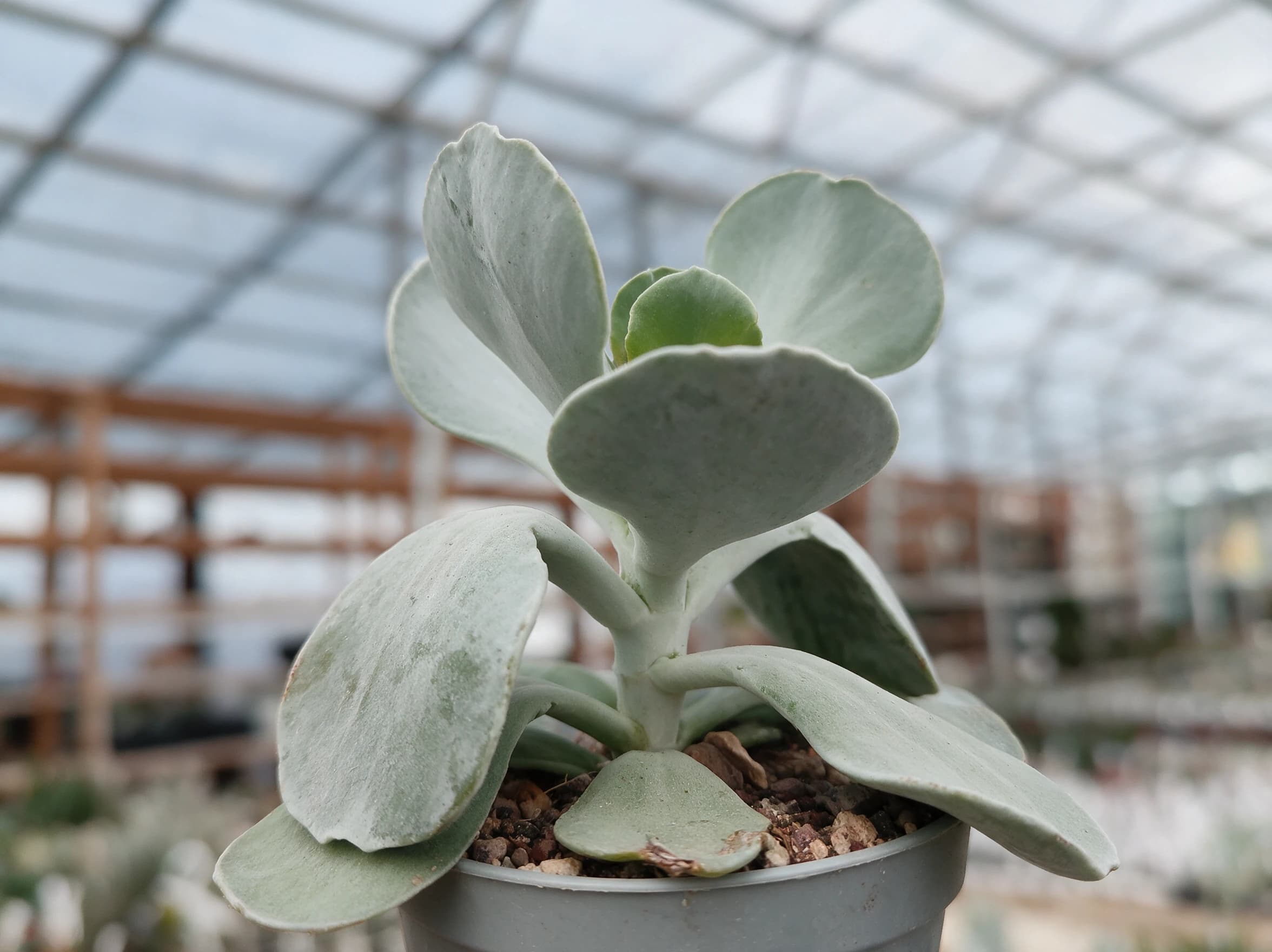 קוטילדון (אוזן חזיר) (cotyledon orbiculata) — תקריב עלים, משתלת הדר נוי