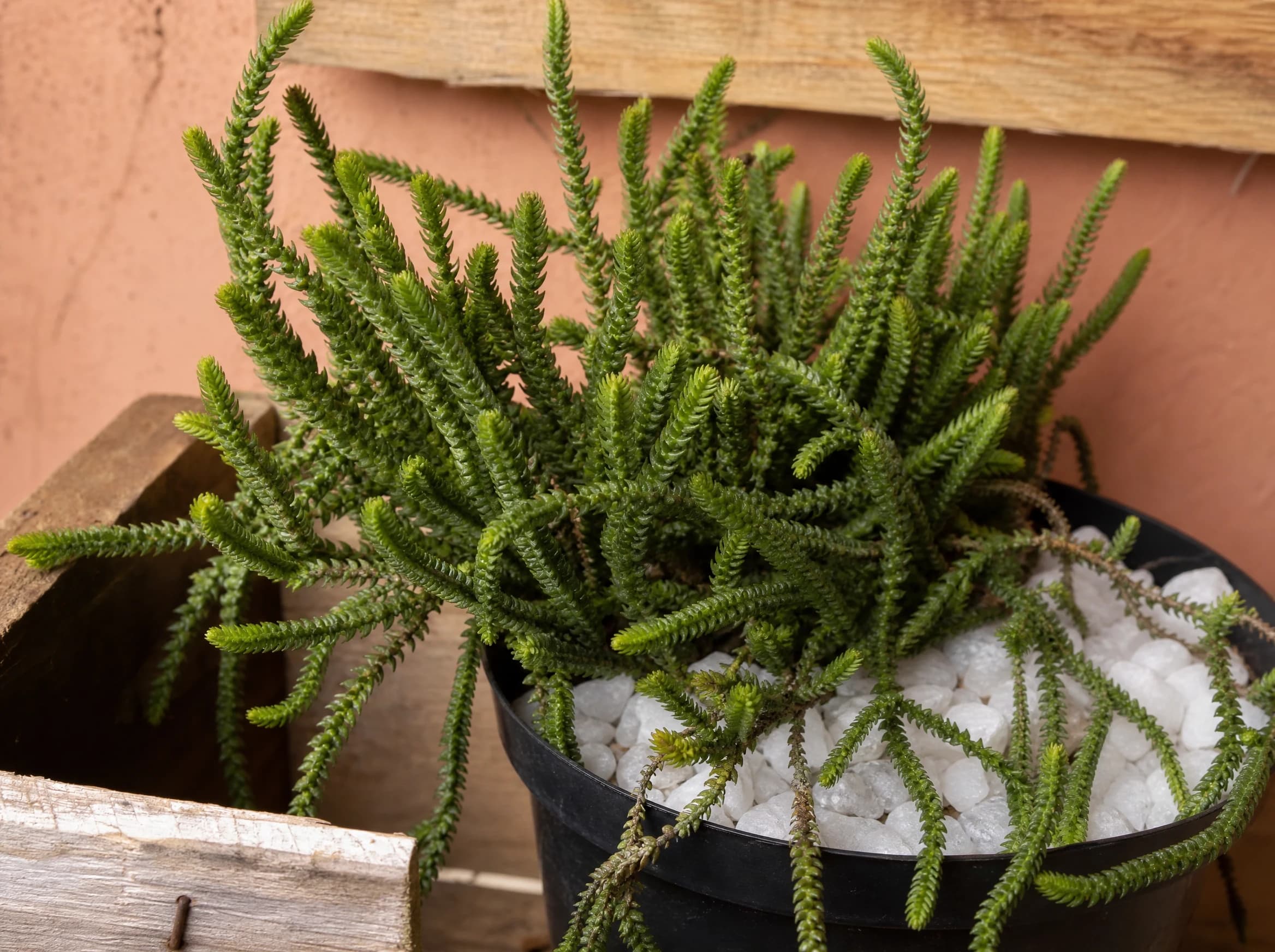 קרסולה קשקשים (שרשרת שעון) (crassula muscosa) — קרסולה שרשרת שעון בעציץ עם חצץ לבן לצד קיר טרקוטה — שתילה במיכל ובמרפסת, משתלת הדר נוי