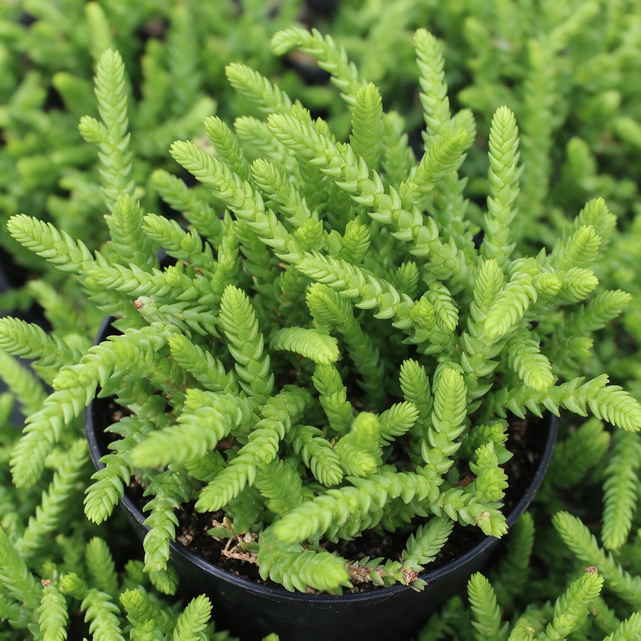 קרסולה קשקשים (שרשרת שעון) (crassula muscosa) — תקריב עלים, משתלת הדר נוי