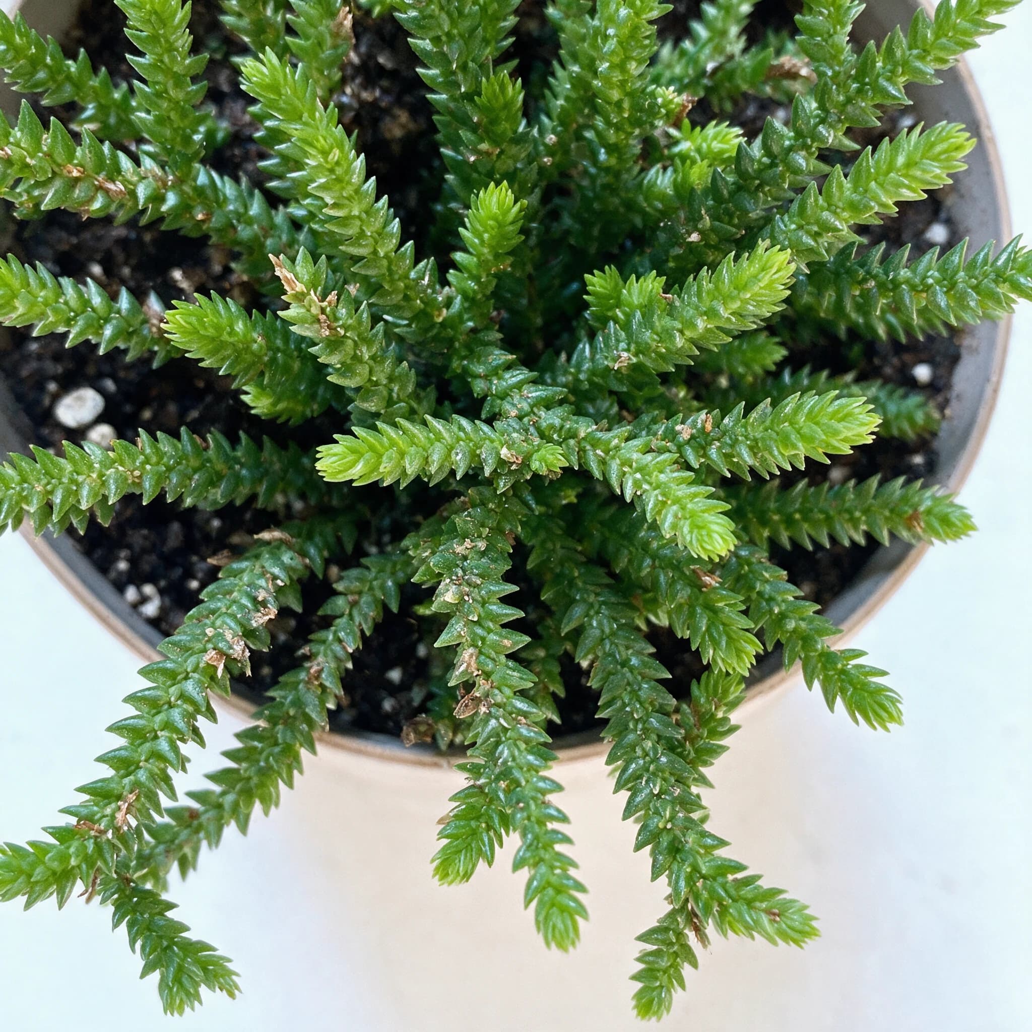 קרסולה קשקשים (שרשרת שעון) (crassula muscosa) — תקריב עלים, משתלת הדר נוי