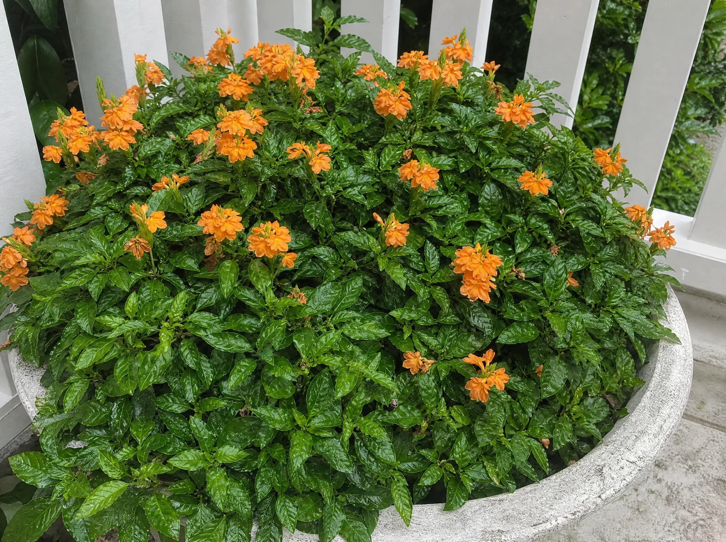 קרוסנדרה (פרח האש) (crossandra infundibuliformis) — קרוסנדרה פורחת בכתום באגרטל אבן במרפסת לצד מעקה לבן — שתילה במיכל ובמרפסת, משתלת הדר נוי