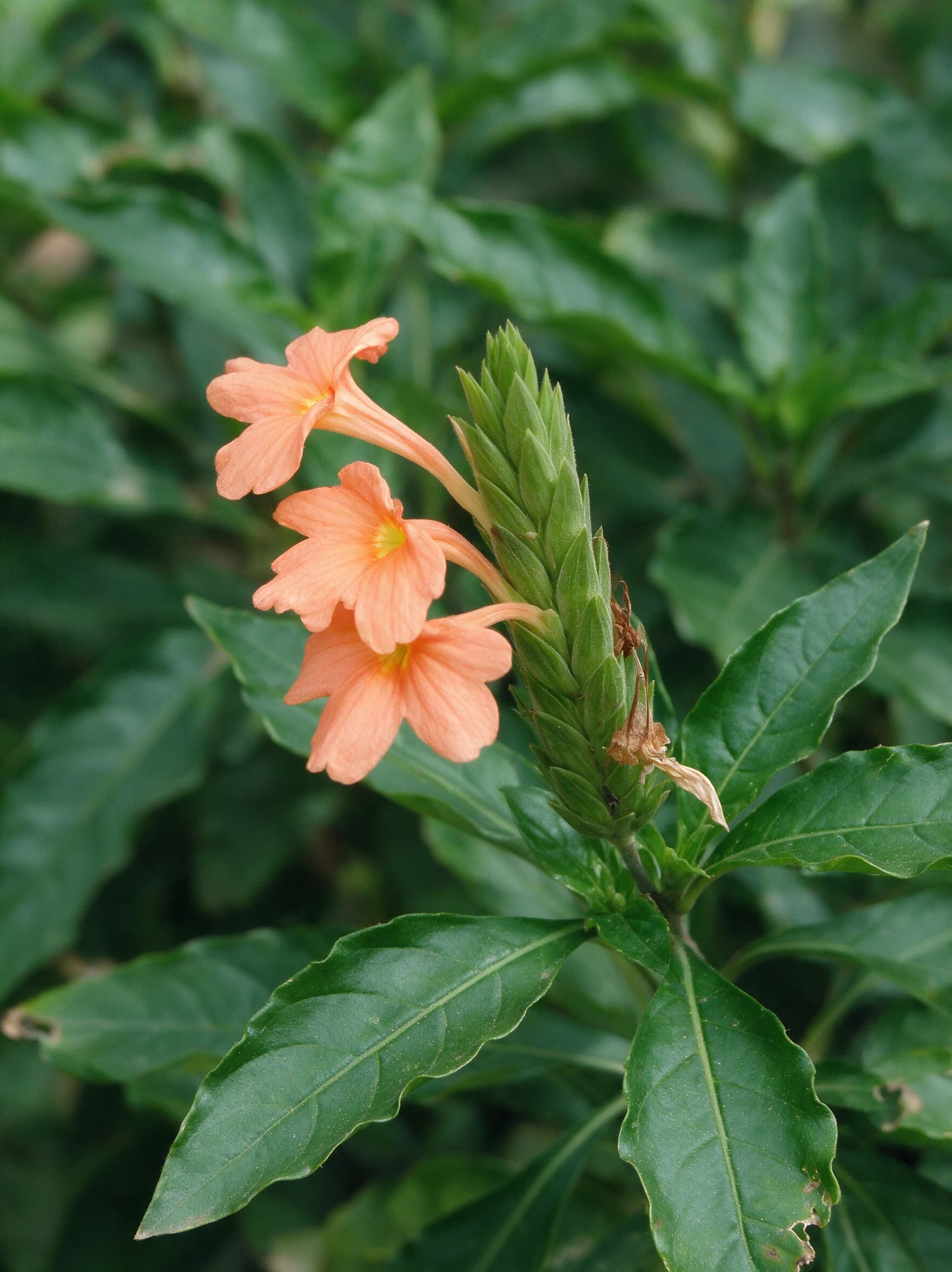 קרוסנדרה (פרח האש) (crossandra infundibuliformis) — תקריב פריחה, משתלת הדר נוי