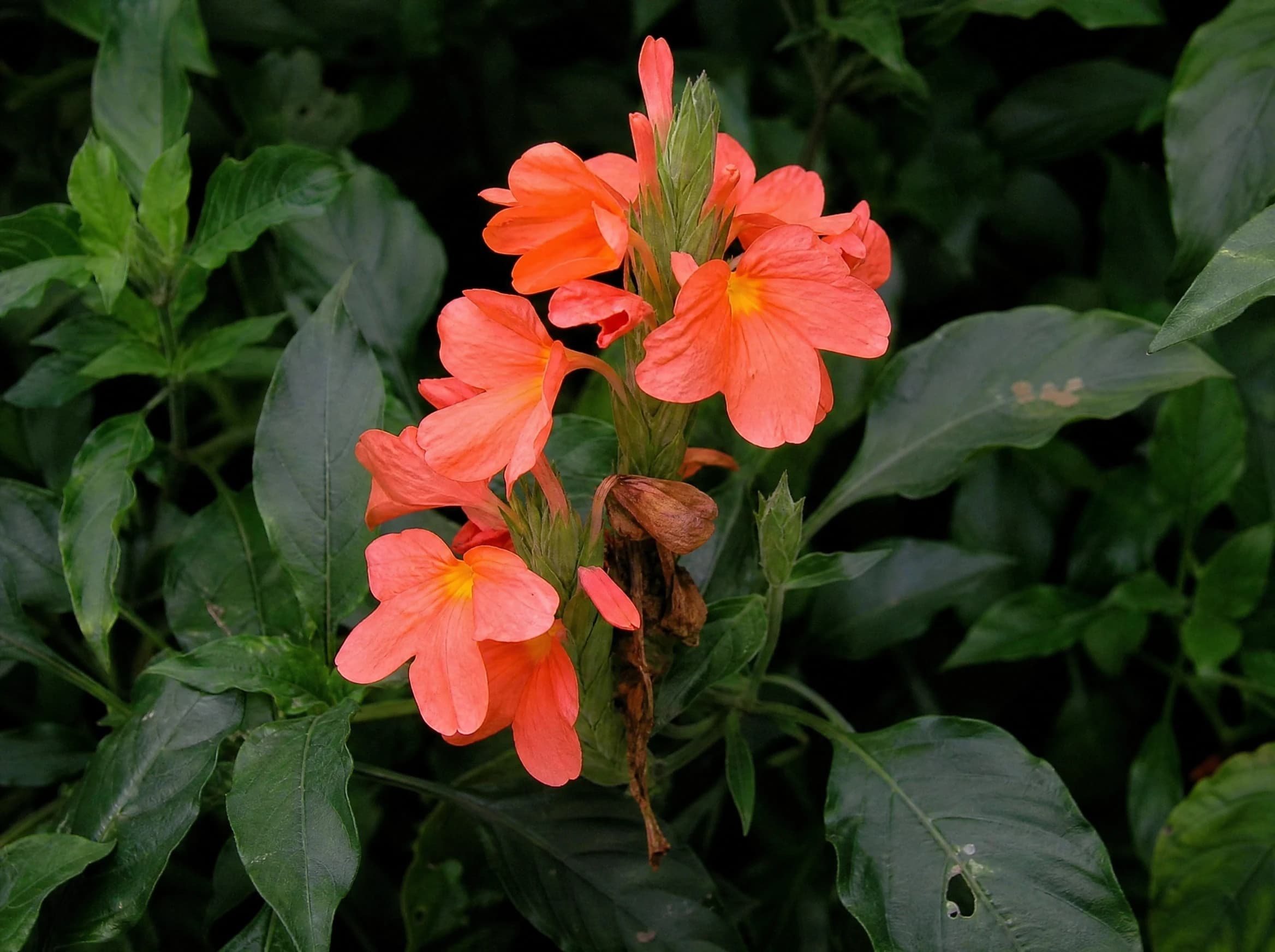 קרוסנדרה (פרח האש) (crossandra infundibuliformis) — תקריב פריחה, משתלת הדר נוי