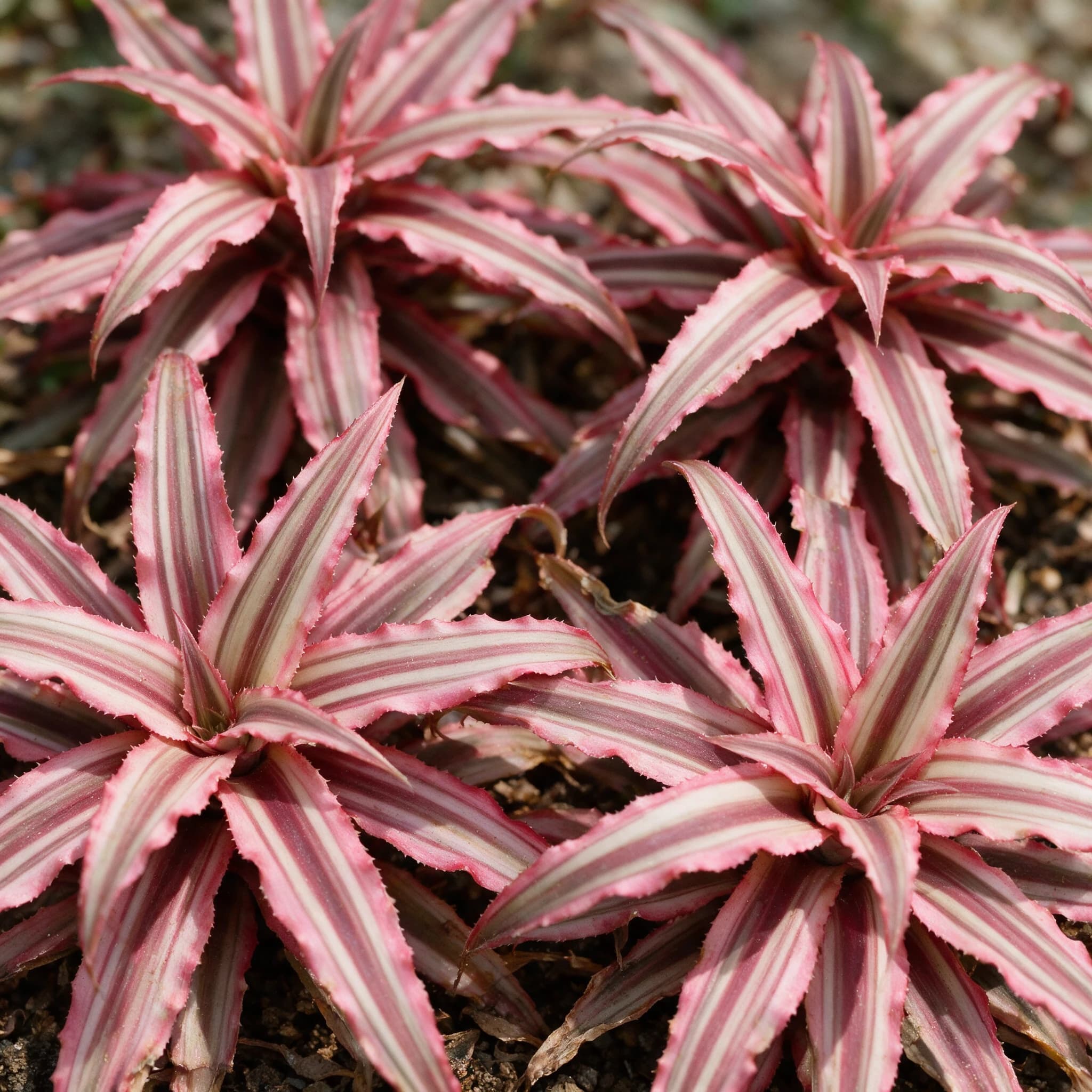 קריפטנטוס 'ביוו׳ (כוכב הארץ) (cryptanthus bivittatus) — תקריב עלים, משתלת הדר נוי