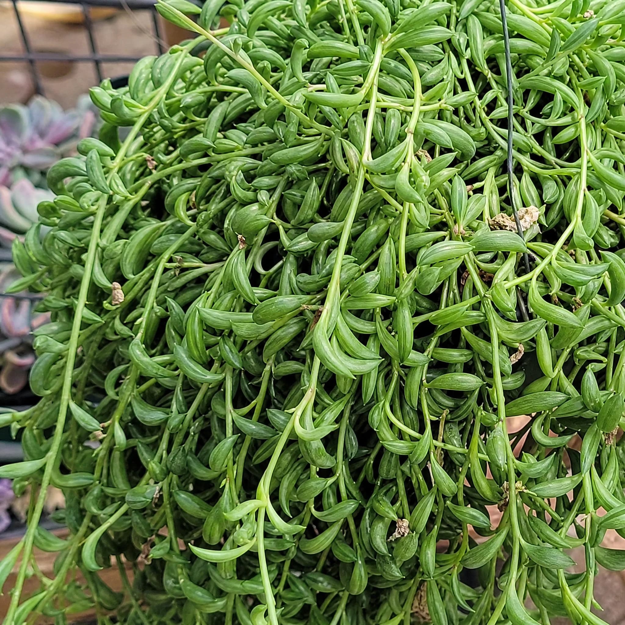 סנציו בננה (curio radicans) — תקריב עלים, משתלת הדר נוי