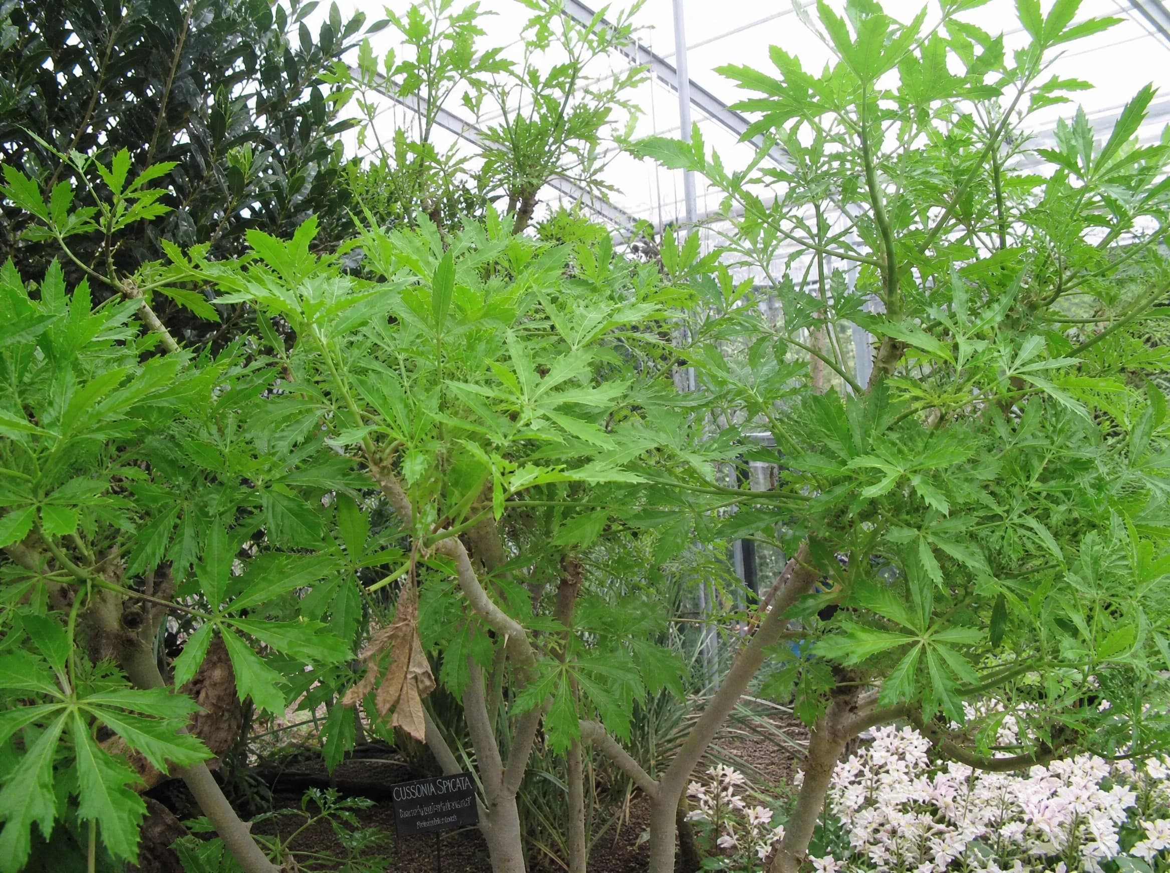 קוסוניה "עץ האהבה" בקרמיקה (cussonia spicata) — תקריב עלים, משתלת הדר נוי