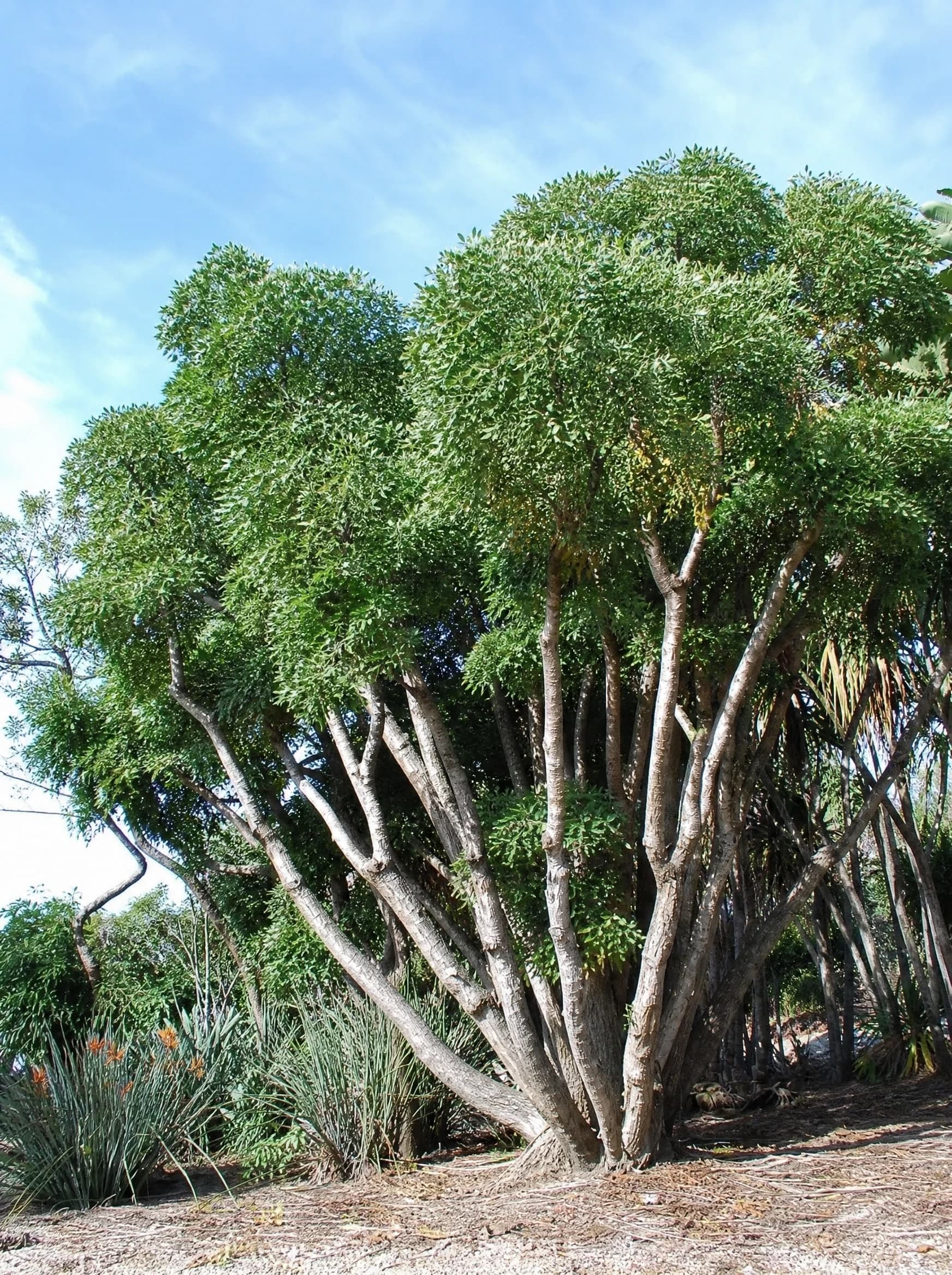 קוסוניה "עץ האהבה" בקרמיקה (cussonia spicata) — קוסוניה רב-גזעית עם גזעים אפורים מצלה על שביל חצץ בגן בוטני — הצללה, משתלת הדר נוי