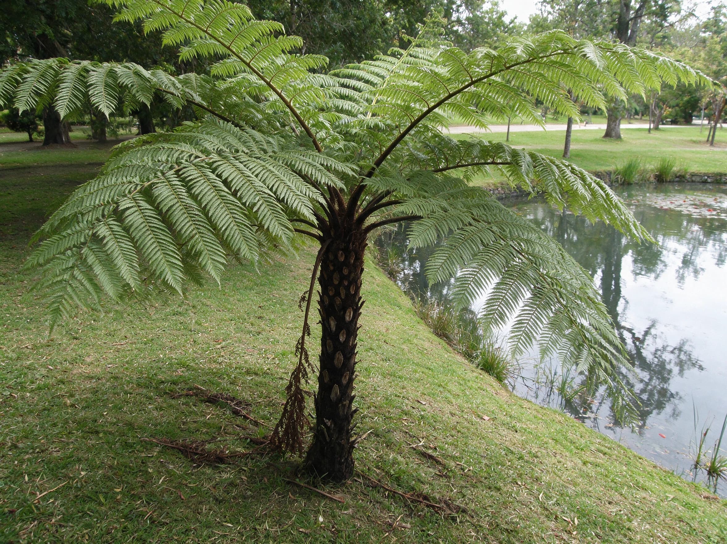 שרך העץ (שרך עץ) (cyathea cooperi) — שרך עץ בודד עם כפות מקושתות על מדשאה לצד בריכת מים בפארק — צמח מבטא בגינה, משתלת הדר נוי