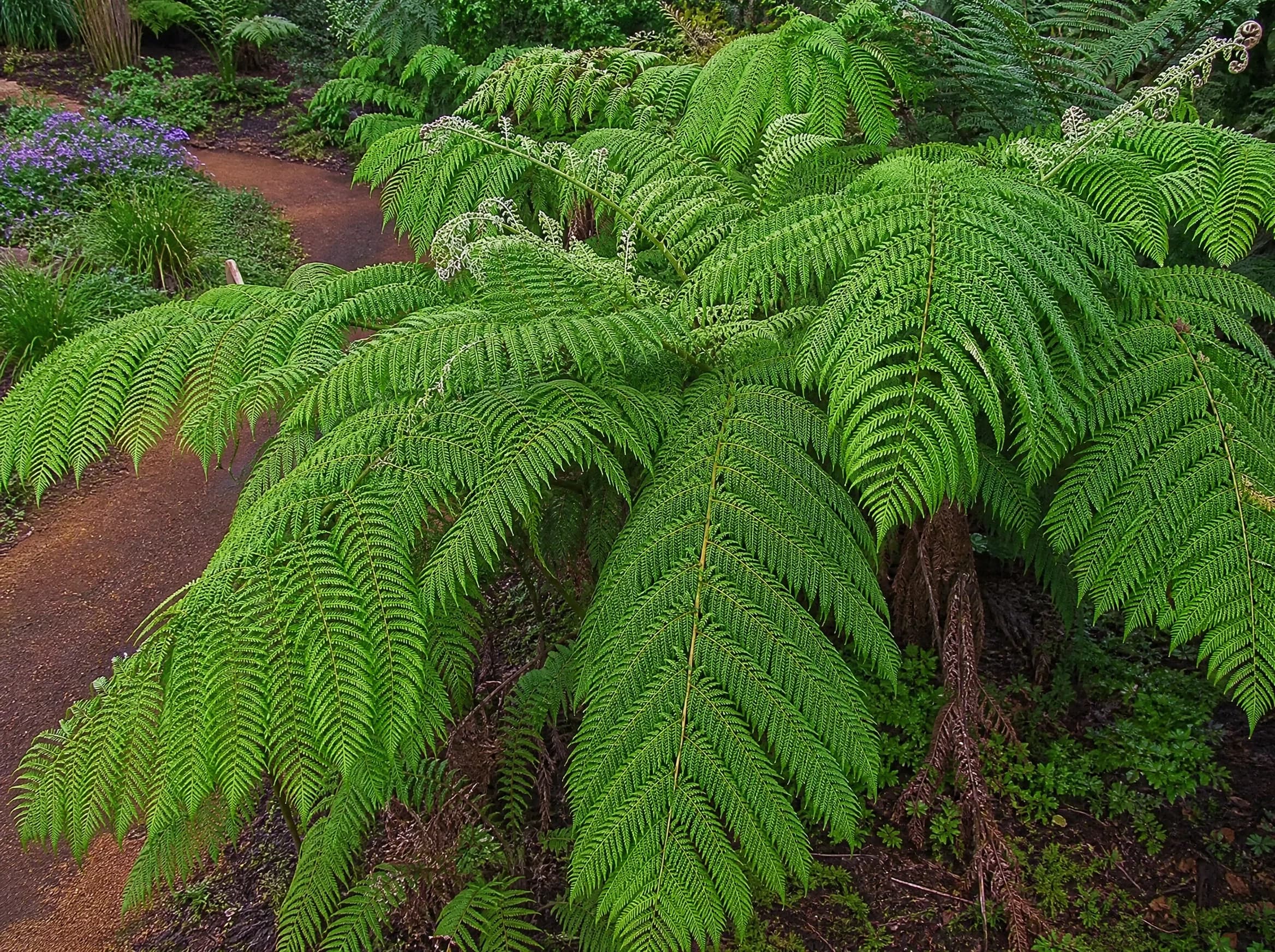 שרך העץ (שרך עץ) (cyathea cooperi) — תקריב עלים, משתלת הדר נוי