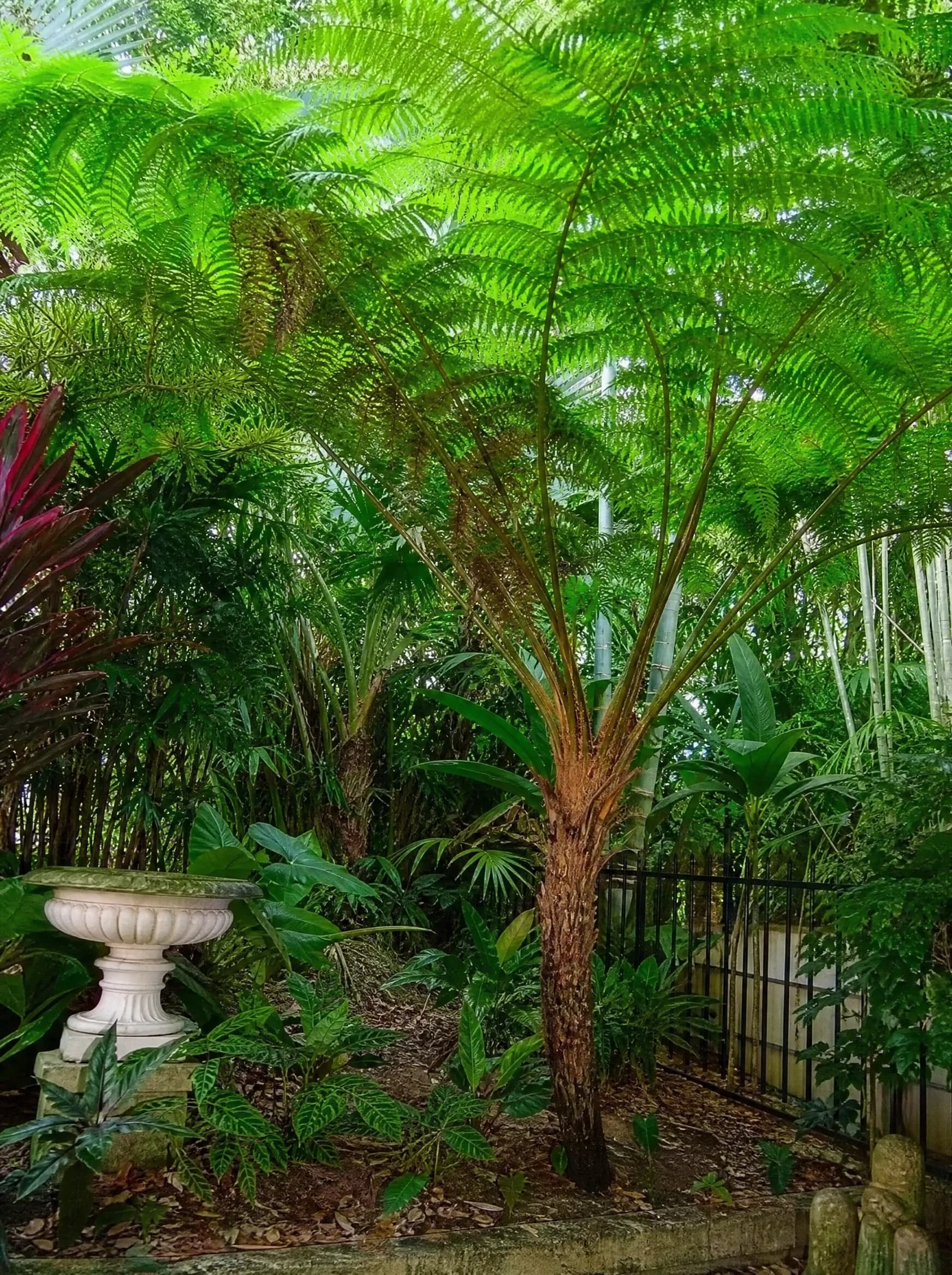 שרך העץ (שרך עץ) (cyathea cooperi) — שרך עץ בגינה פרטית עשירה לצד אגרטל אבן וגדר מתכת — הצללה, משתלת הדר נוי
