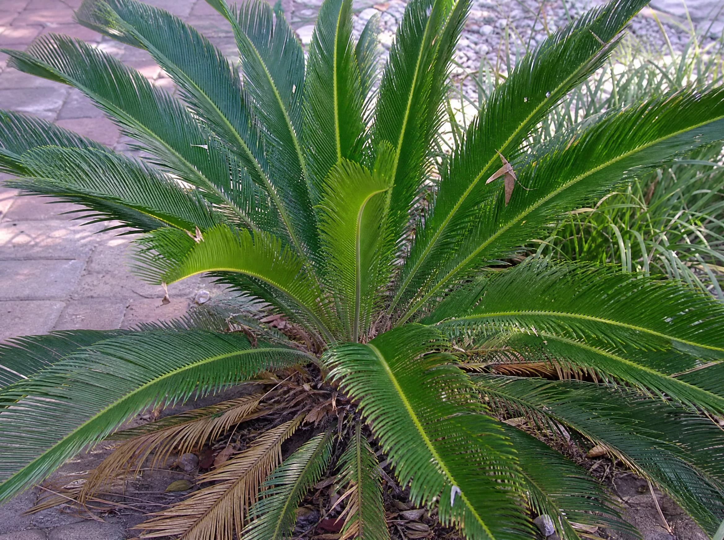 ציקס (cycas revoluta) — תקריב עלים, משתלת הדר נוי
