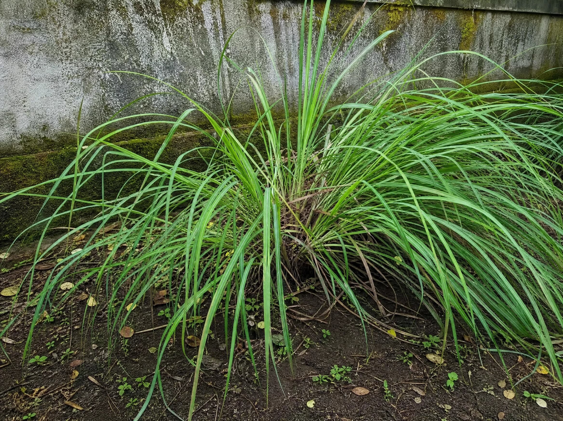 עשב לימון (למון גראס) (cymbopogon citratus) — גומת עשב לימון גדולה בערוגת אדמה חשופה לרגלי קיר מטויח — צמח מבטא בגינה, משתלת הדר נוי