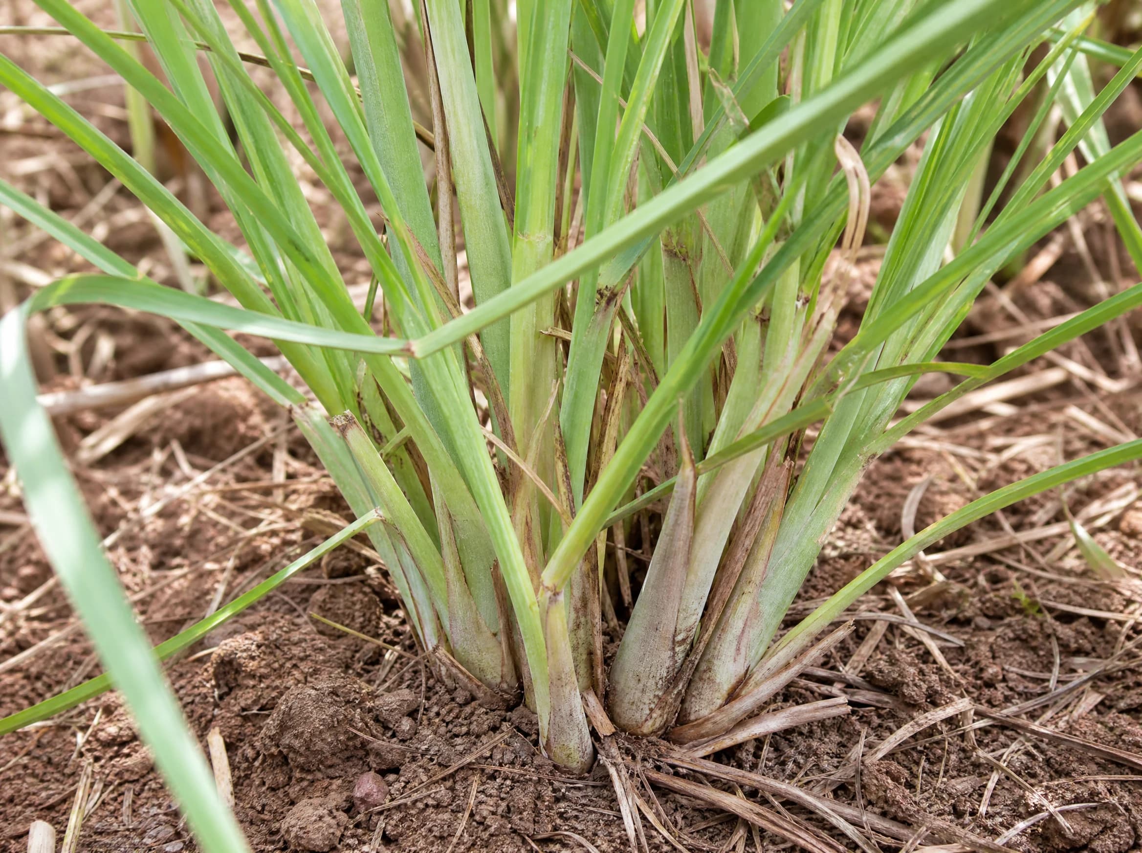 עשב לימון (למון גראס) (cymbopogon citratus) — תקריב עלים, משתלת הדר נוי