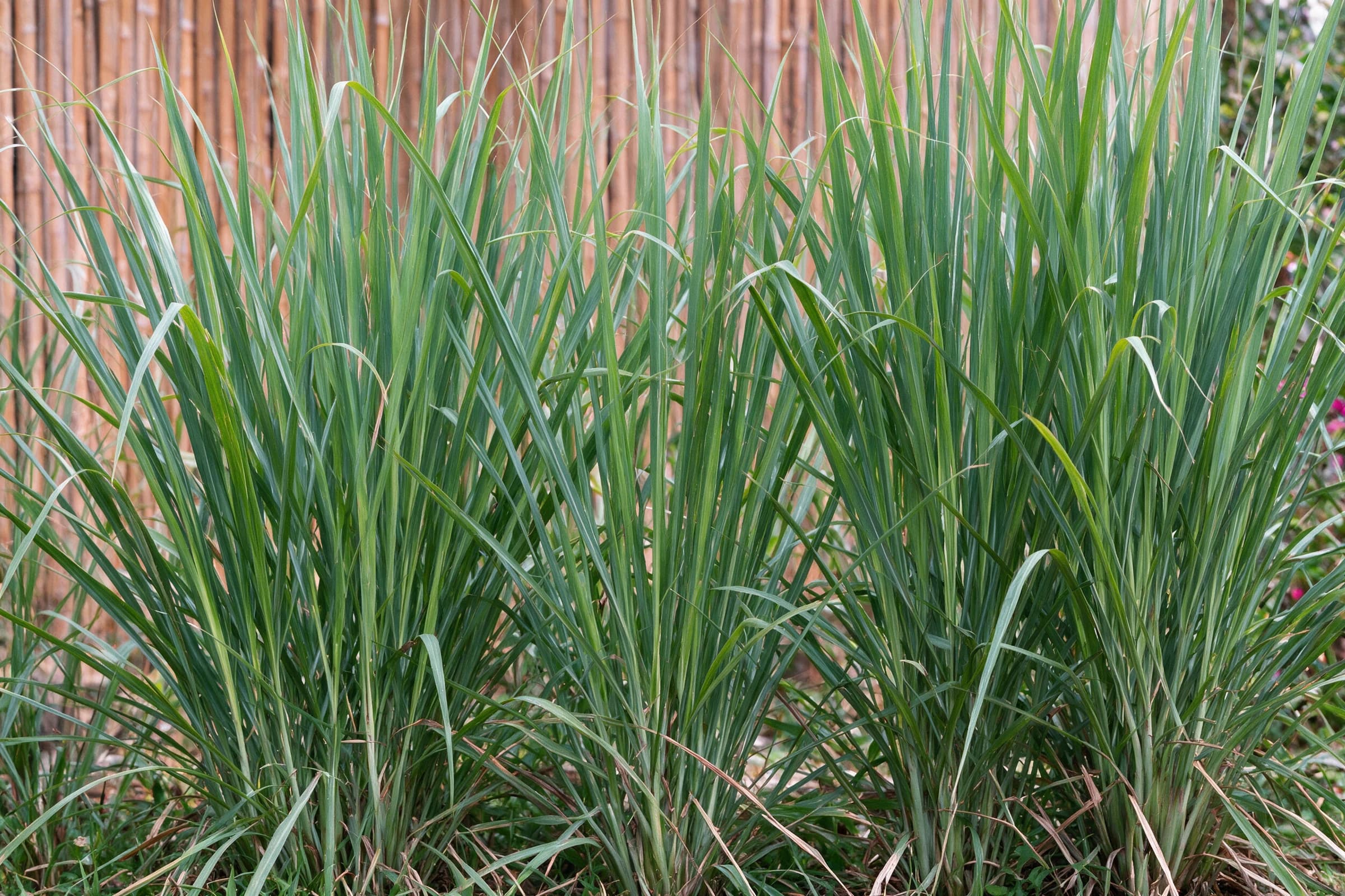 עשב לימון (למון גראס) (cymbopogon citratus) — תקריב עלים, משתלת הדר נוי