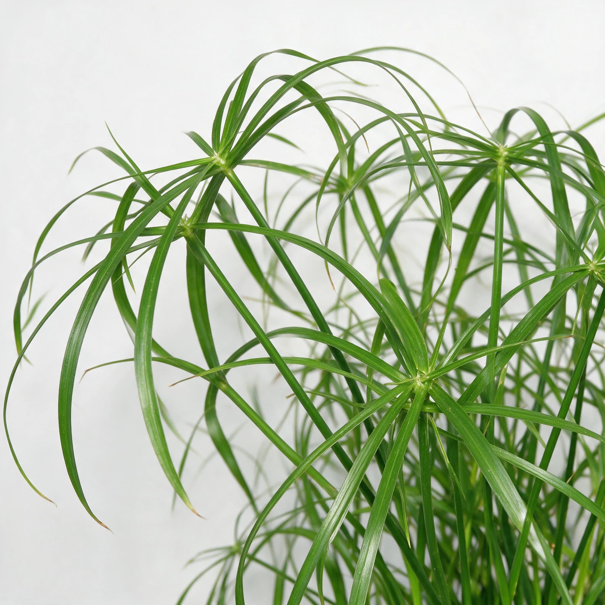 גומא ננסי (cyperus alternifolius) — תקריב עלים, משתלת הדר נוי