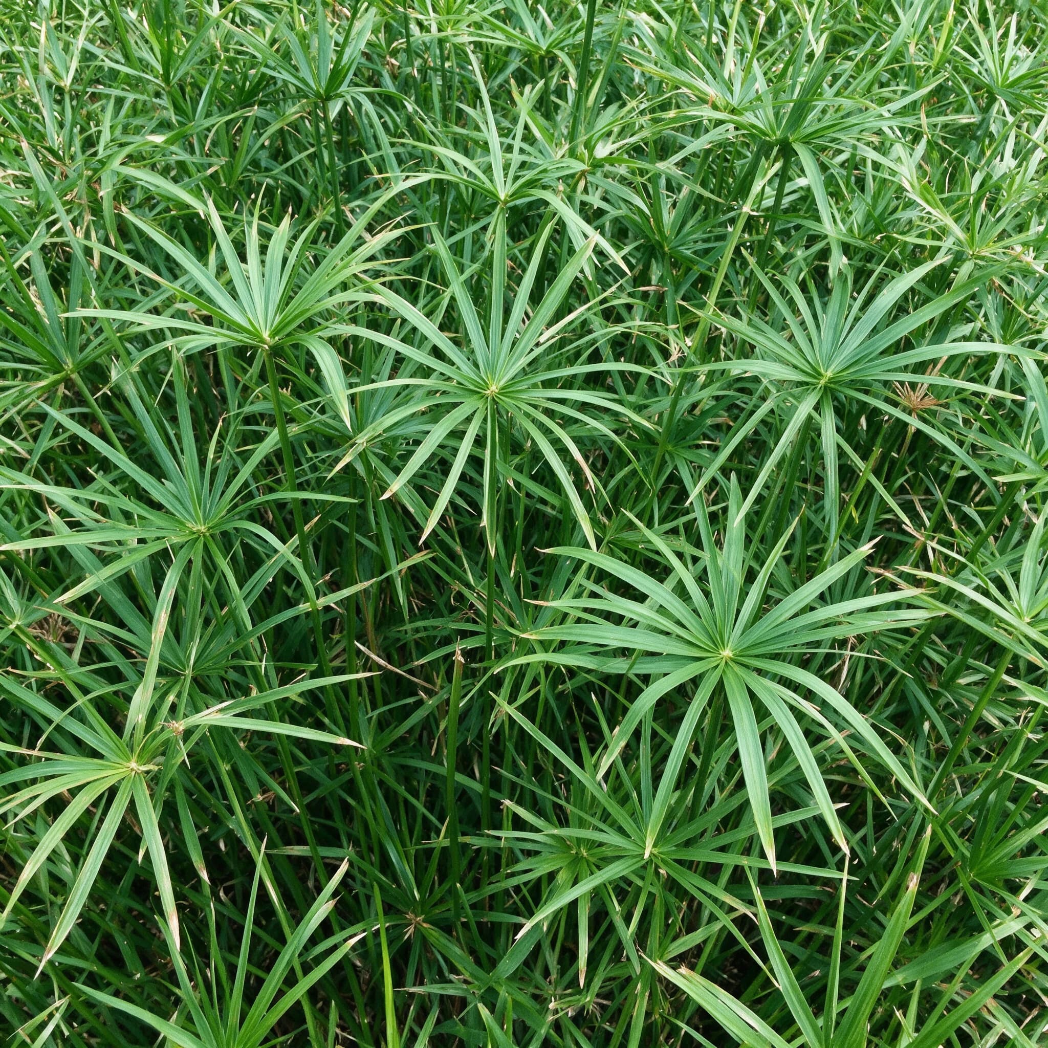 גומא ננסי (cyperus alternifolius) — תקריב עלים, משתלת הדר נוי