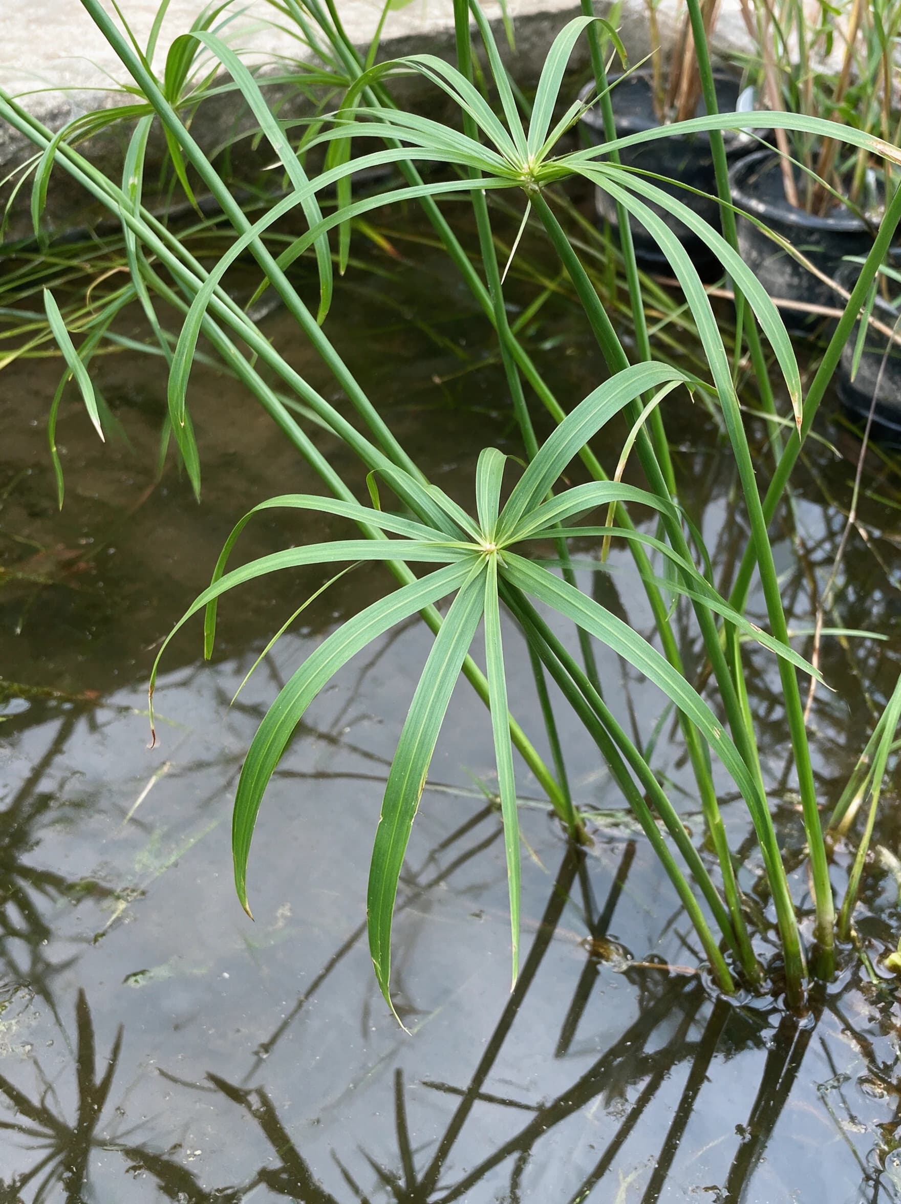 גומא ננסי (cyperus alternifolius) — גומא ננסי עם תפרחות מטרייה צומח מתוך מים בשולי בריכת נוי — שתילה לצד בריכה, משתלת הדר נוי
