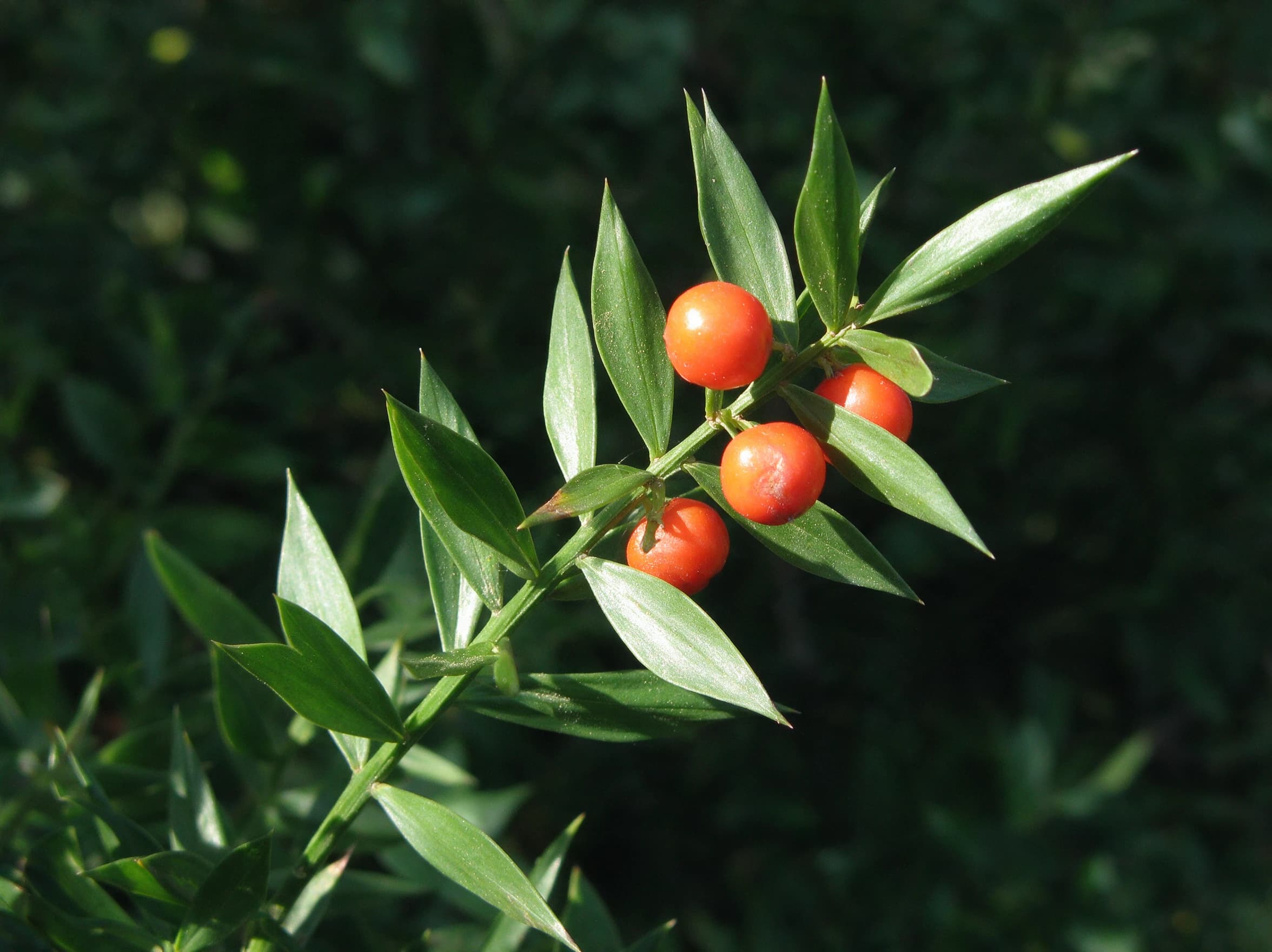 מורן נטוי (danae racemosa) — תקריב פרי, משתלת הדר נוי