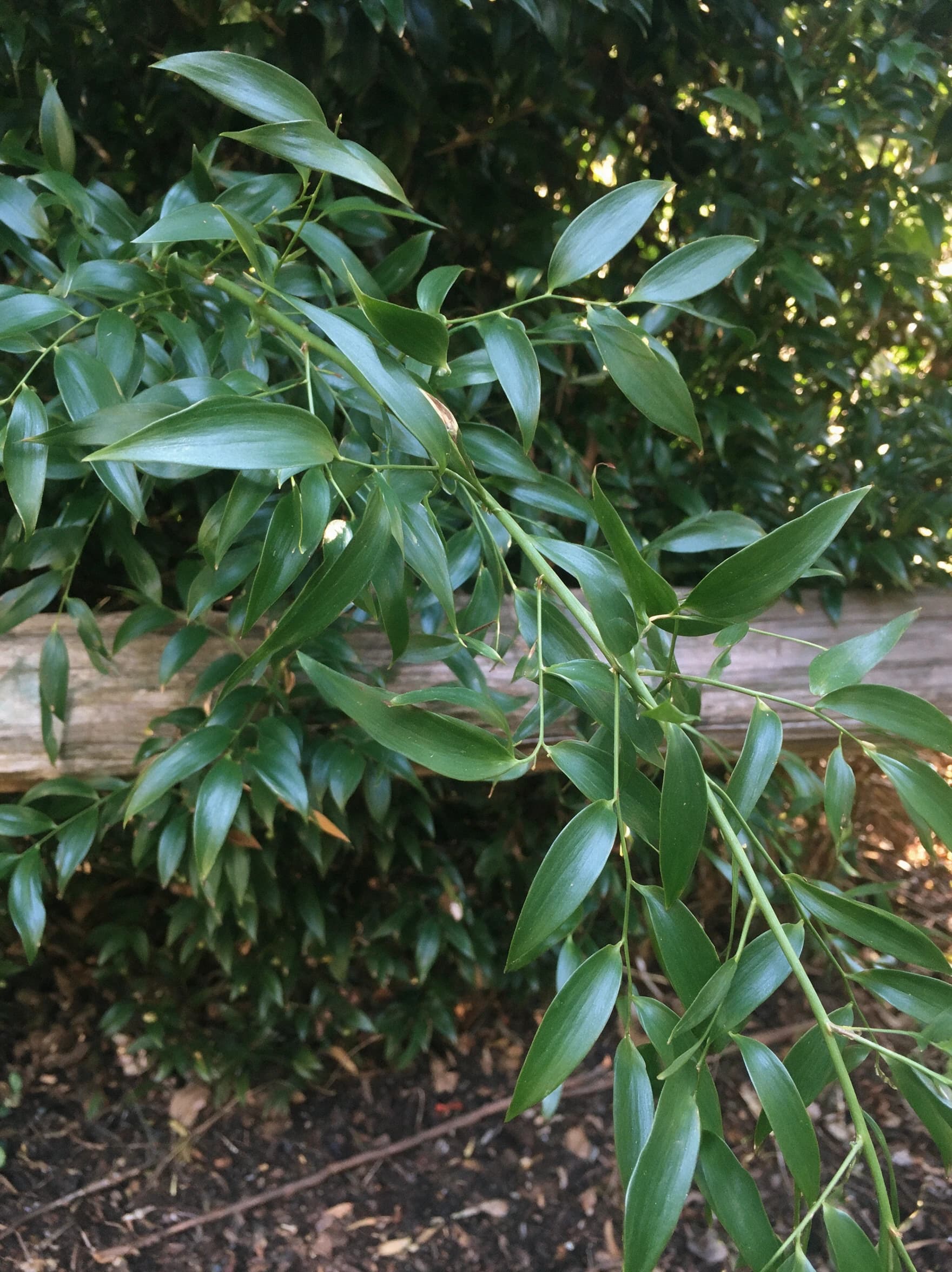 מורן נטוי (danae racemosa) — תקריב עלים, משתלת הדר נוי