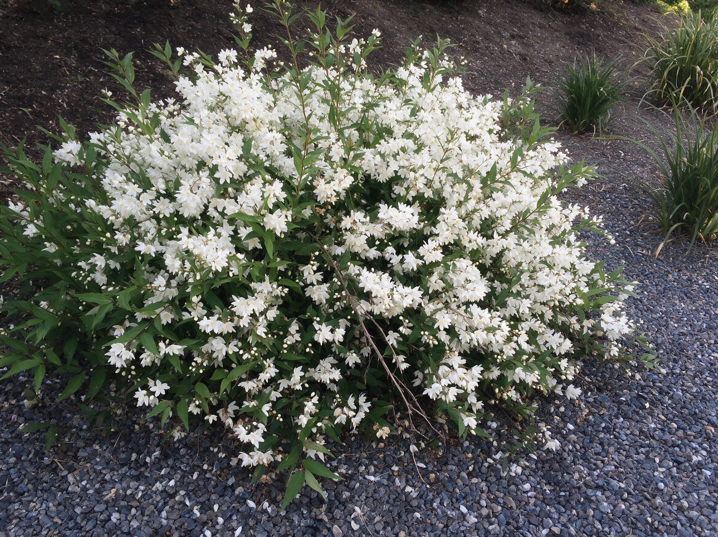 מוראה מכבדית (deutzia gracilis) — שיח מוראה מכבדית פורח בלבן כתל נמוך בגינת חצץ — צמח מבטא בגינה, משתלת הדר נוי