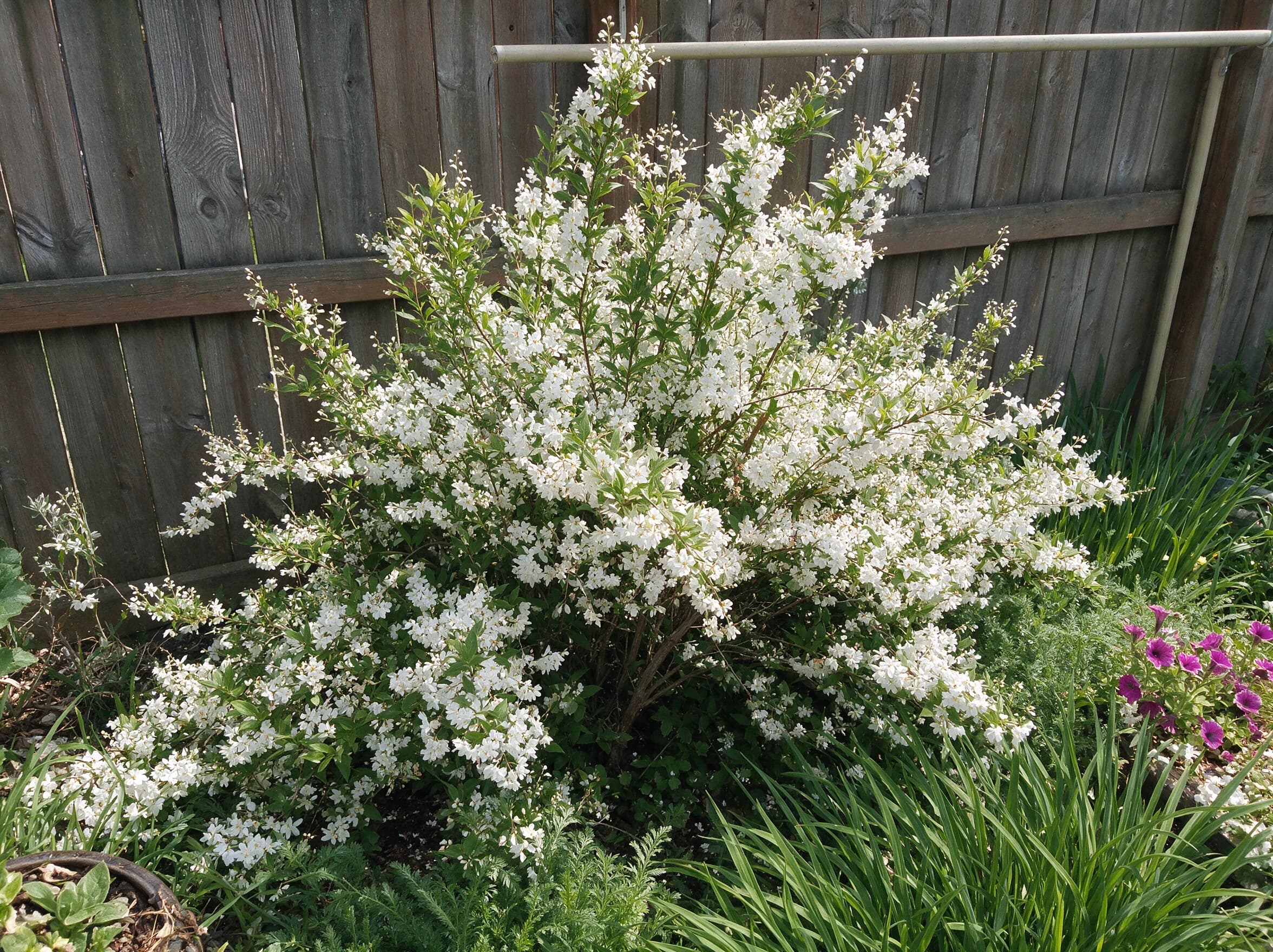 מוראה מכבדית (deutzia gracilis) — שיח מוראה מכבדית פורח בלבן בערוגה לרגלי גדר עץ — גבול ערוגה ושוליים, משתלת הדר נוי
