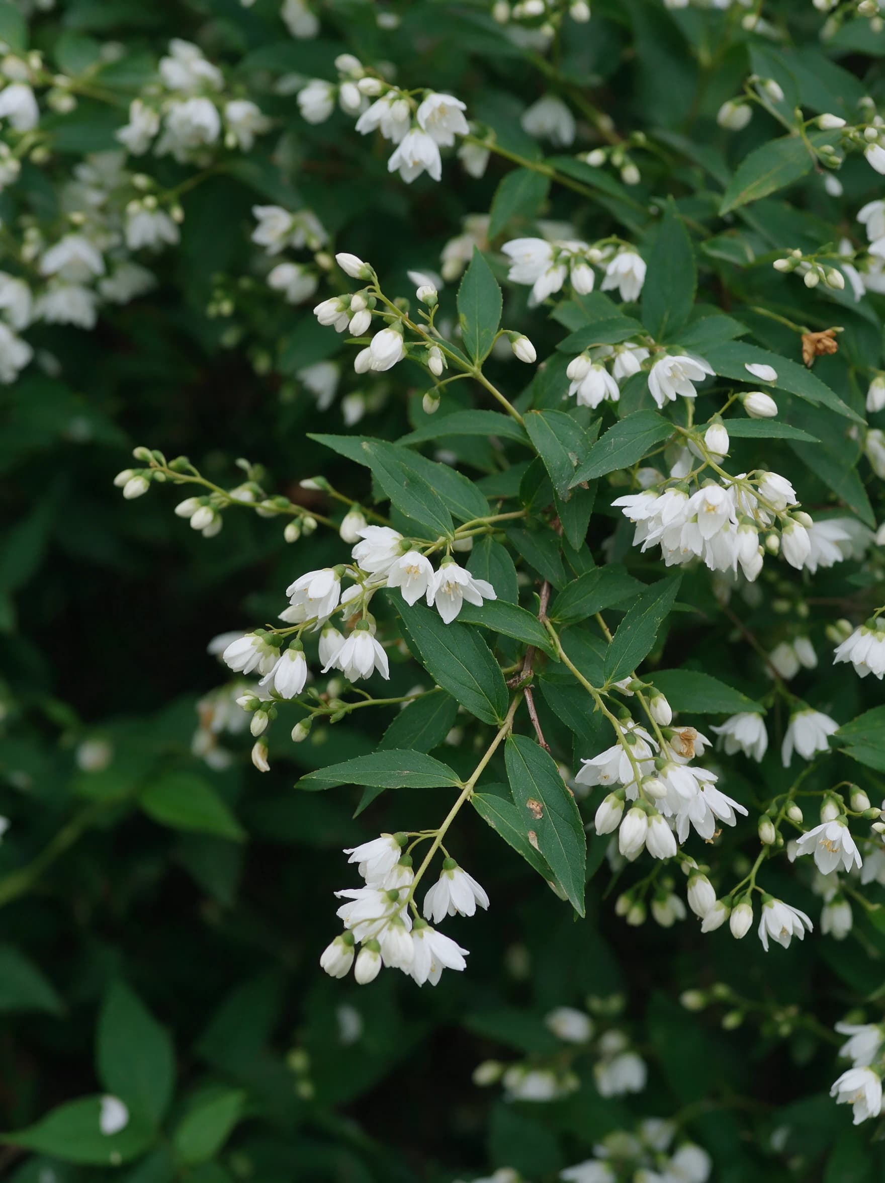 מוראה מכבדית (deutzia gracilis) — תקריב פריחה, משתלת הדר נוי