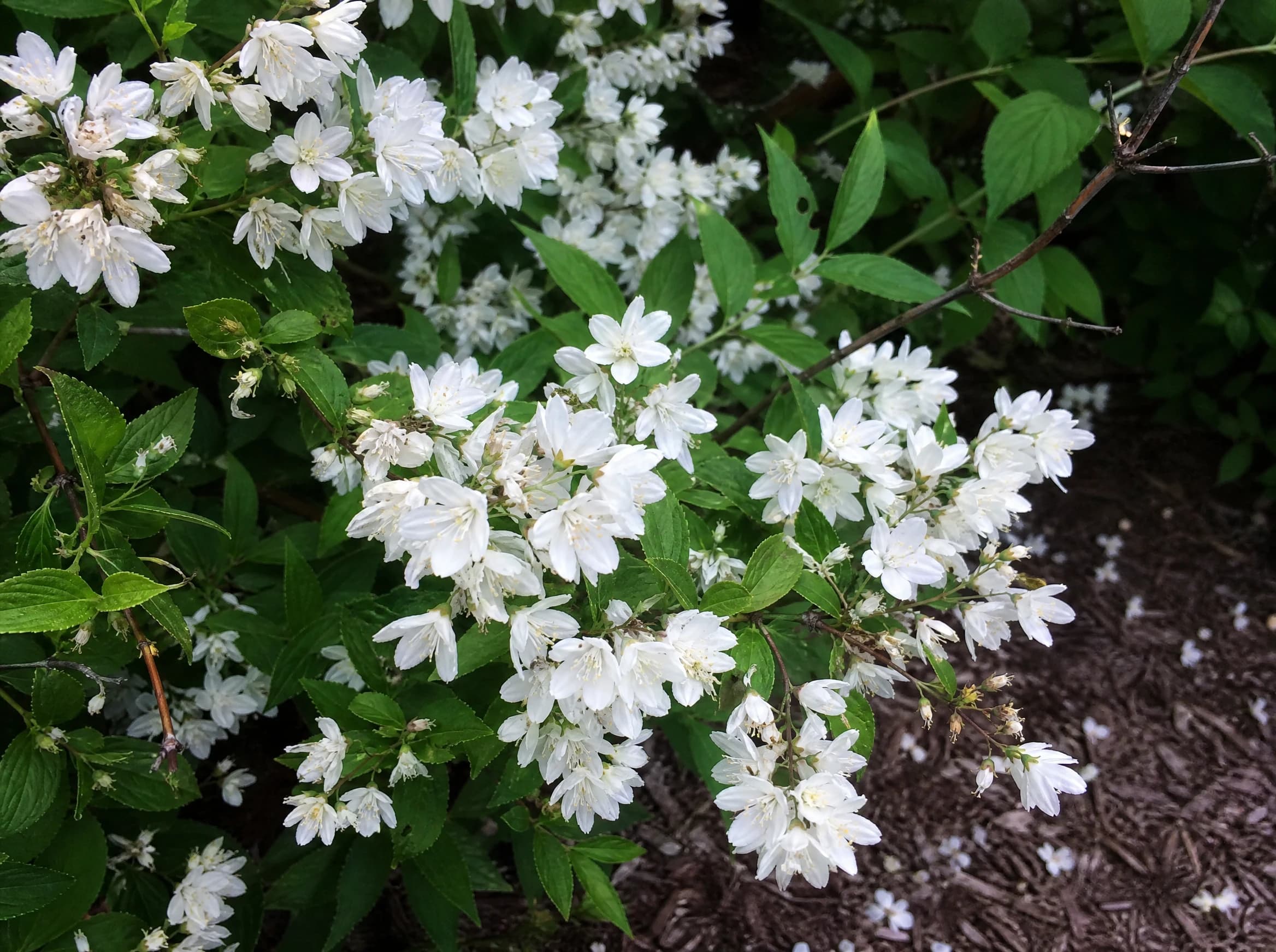 מוראה מכבדית (deutzia gracilis) — תקריב פריחה, משתלת הדר נוי