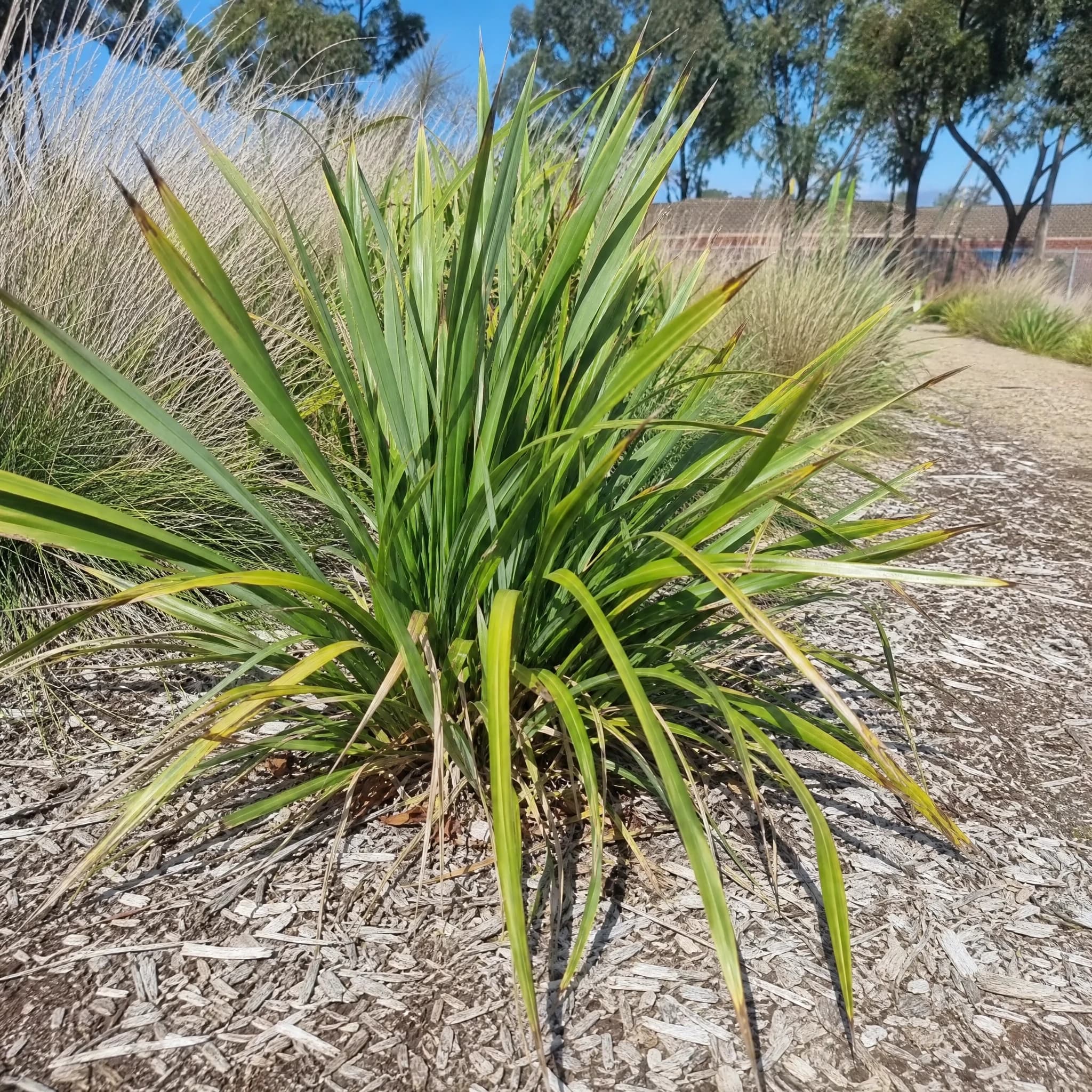 דיאונלה כחולה (dianella tasmanica) — גומת דיאונלה כחולה בערוגת חיפוי קליפות עץ בשולי דרך — גבול ערוגה ושוליים, משתלת הדר נוי