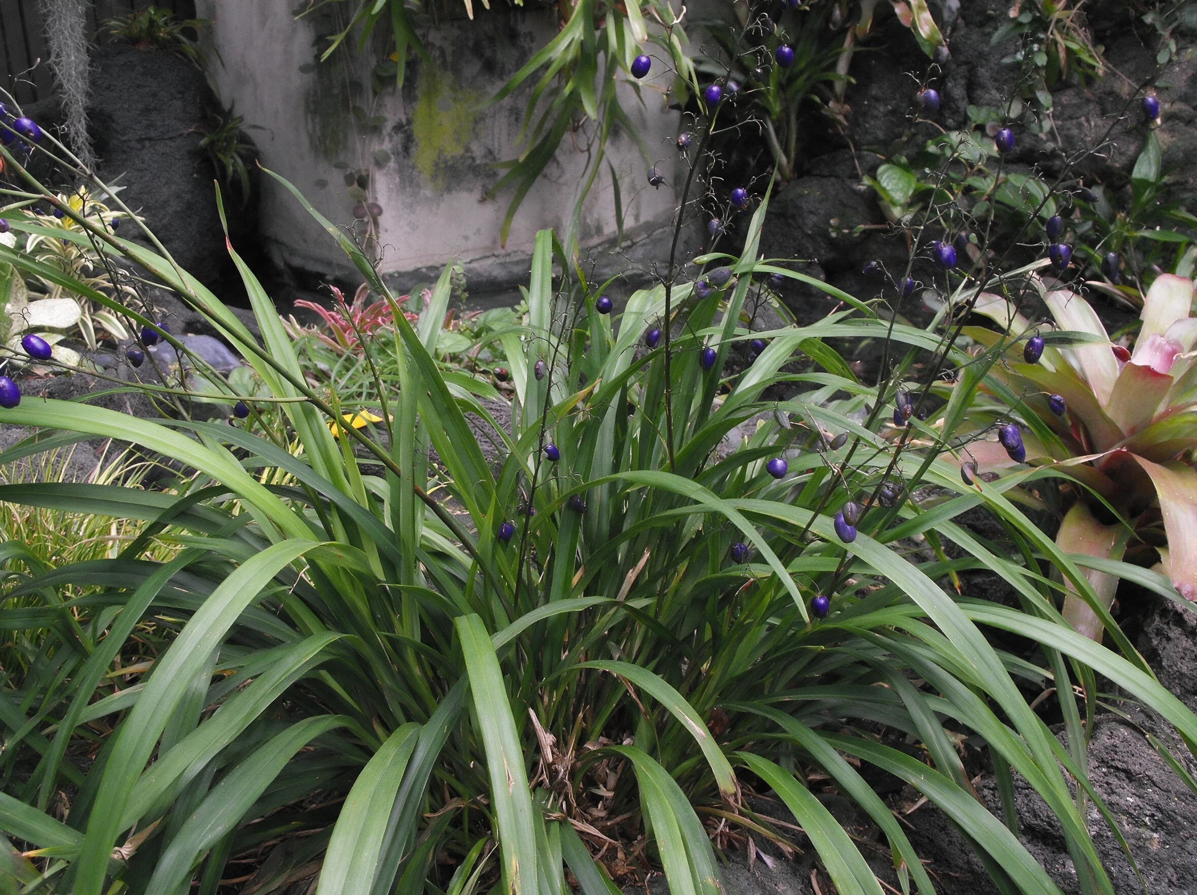 דיאונלה כחולה (dianella tasmanica) — תקריב פרי, משתלת הדר נוי