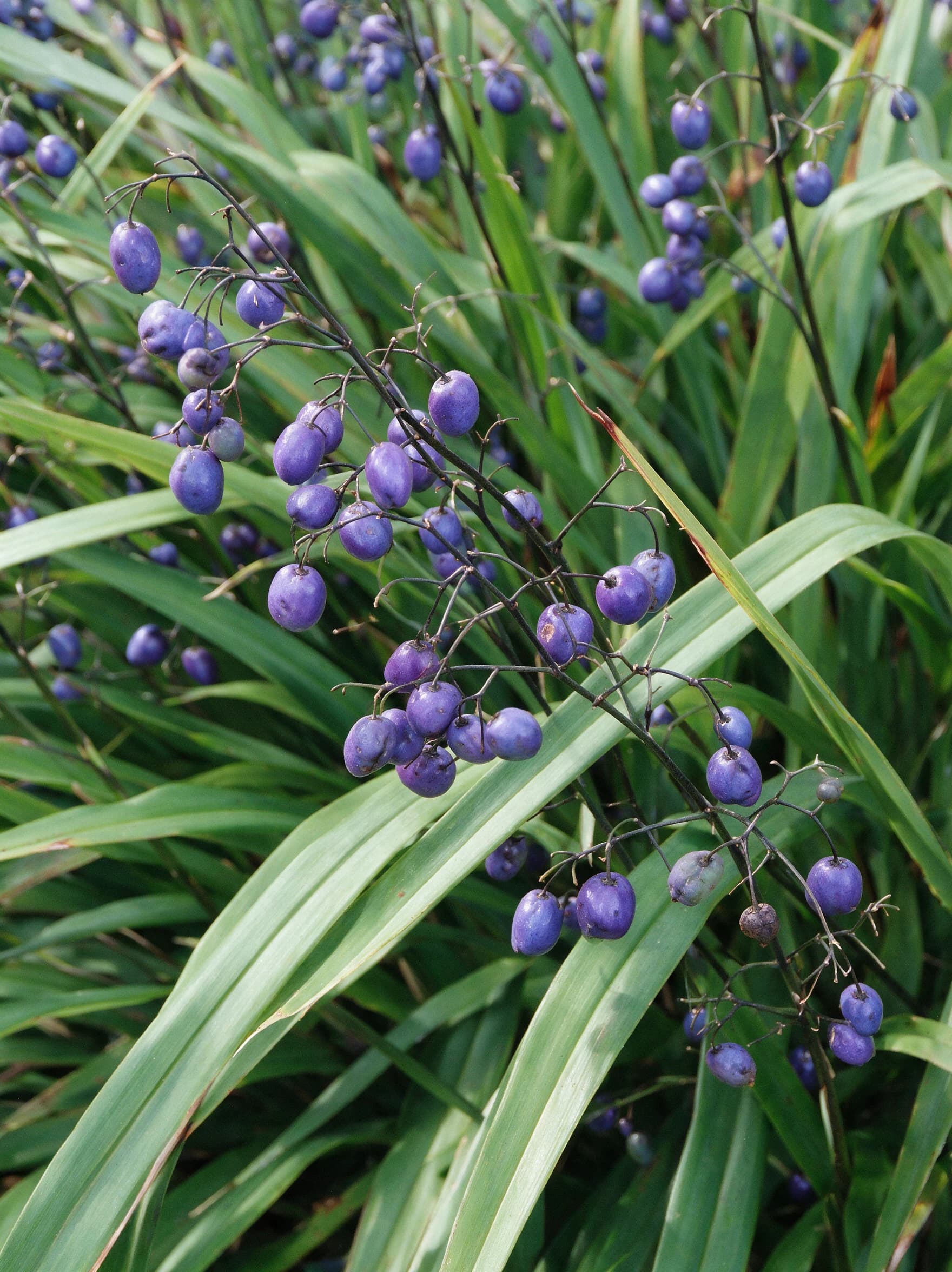 דיאונלה כחולה (dianella tasmanica) — תקריב פרי, משתלת הדר נוי
