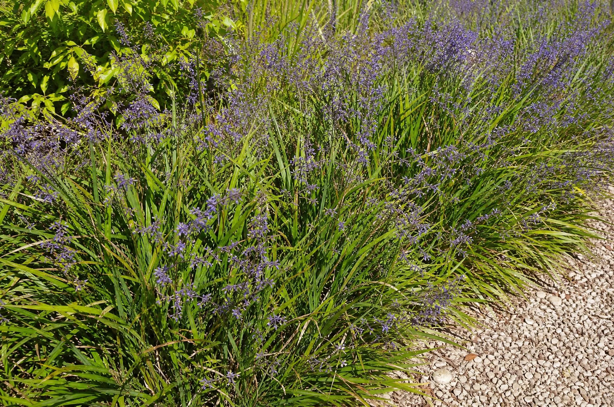 דיאונלה כחולה (dianella tasmanica) — דיאונלה כחולה פורחת בכחול-סגול בבורדר לצד שביל חצץ — שתילה במסה, משתלת הדר נוי
