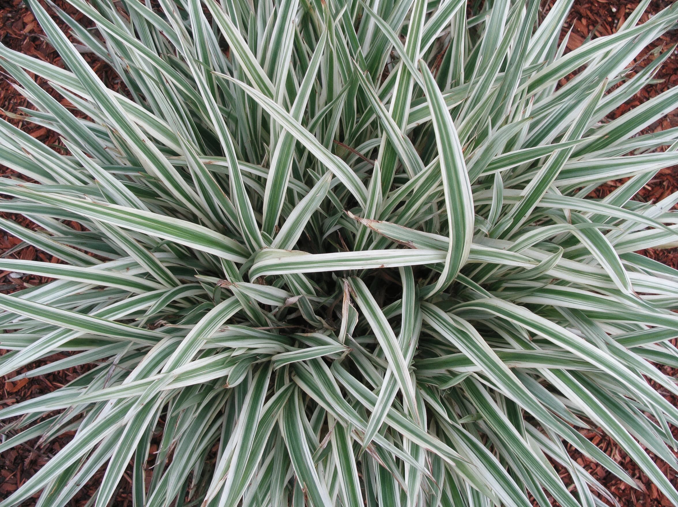דיאונלה מגוון לבן (dianella tasmanica variegata) — תקריב עלים, משתלת הדר נוי