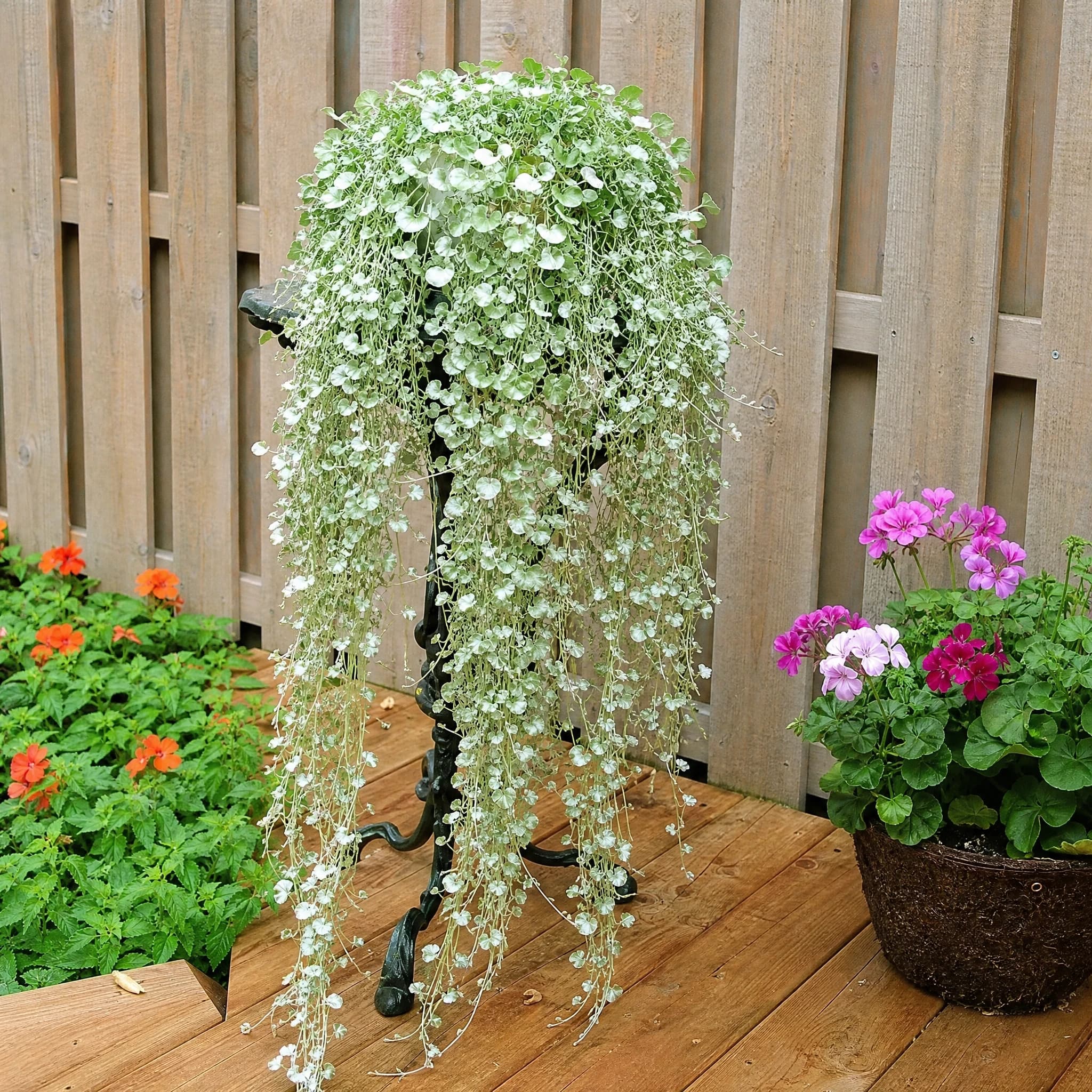 דיכונדרה מכסיפה (dichondra argentea silver falls) — דיכונדרה מכסיפה בעציץ תלוי על רקע גדר עץ בפינת דק — שתילה במיכל ובמרפסת, משתלת הדר נוי