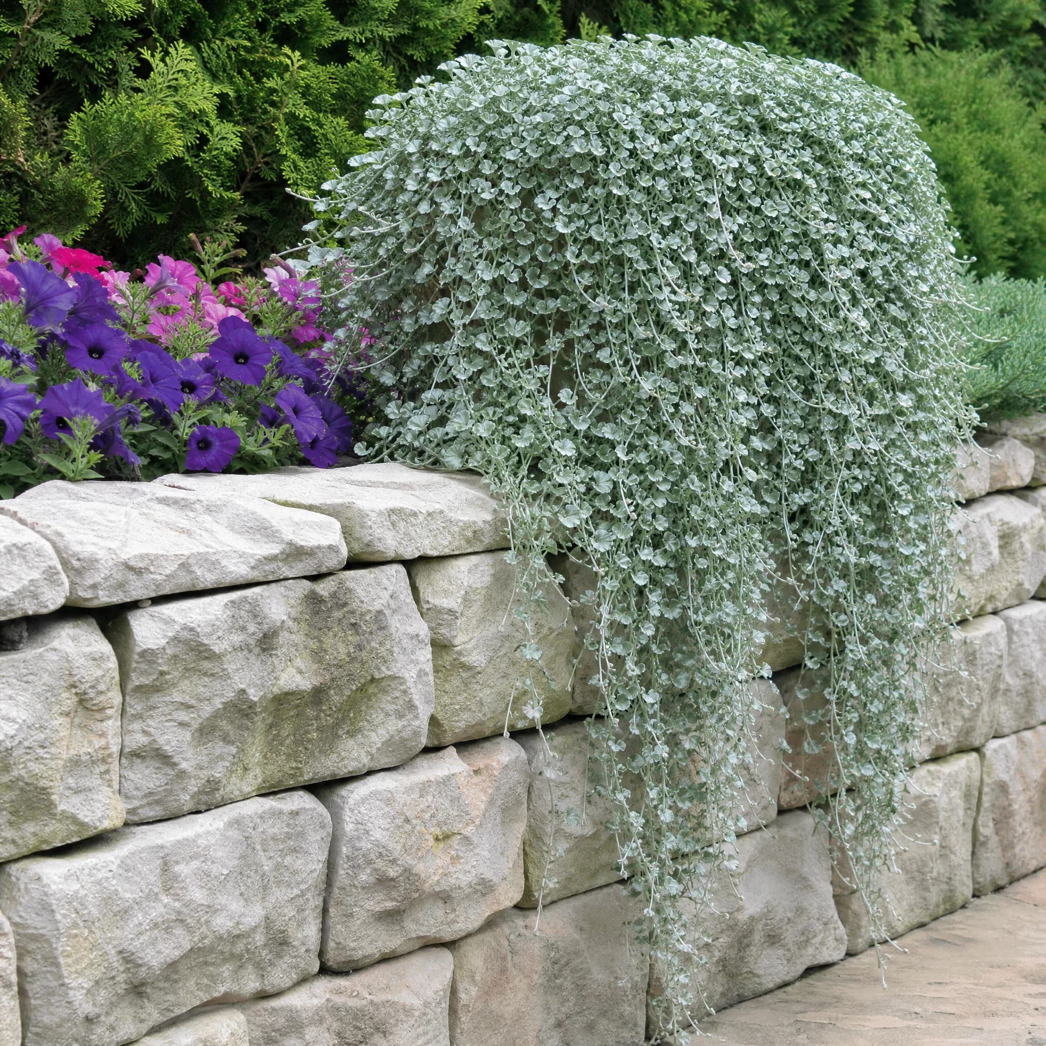 דיכונדרה מכסיפה (dichondra argentea silver falls) — דיכונדרה מכסיפה נשפכת כמפל כסוף מעל קיר אבן יבשה — כיסוי קרקע, משתלת הדר נוי