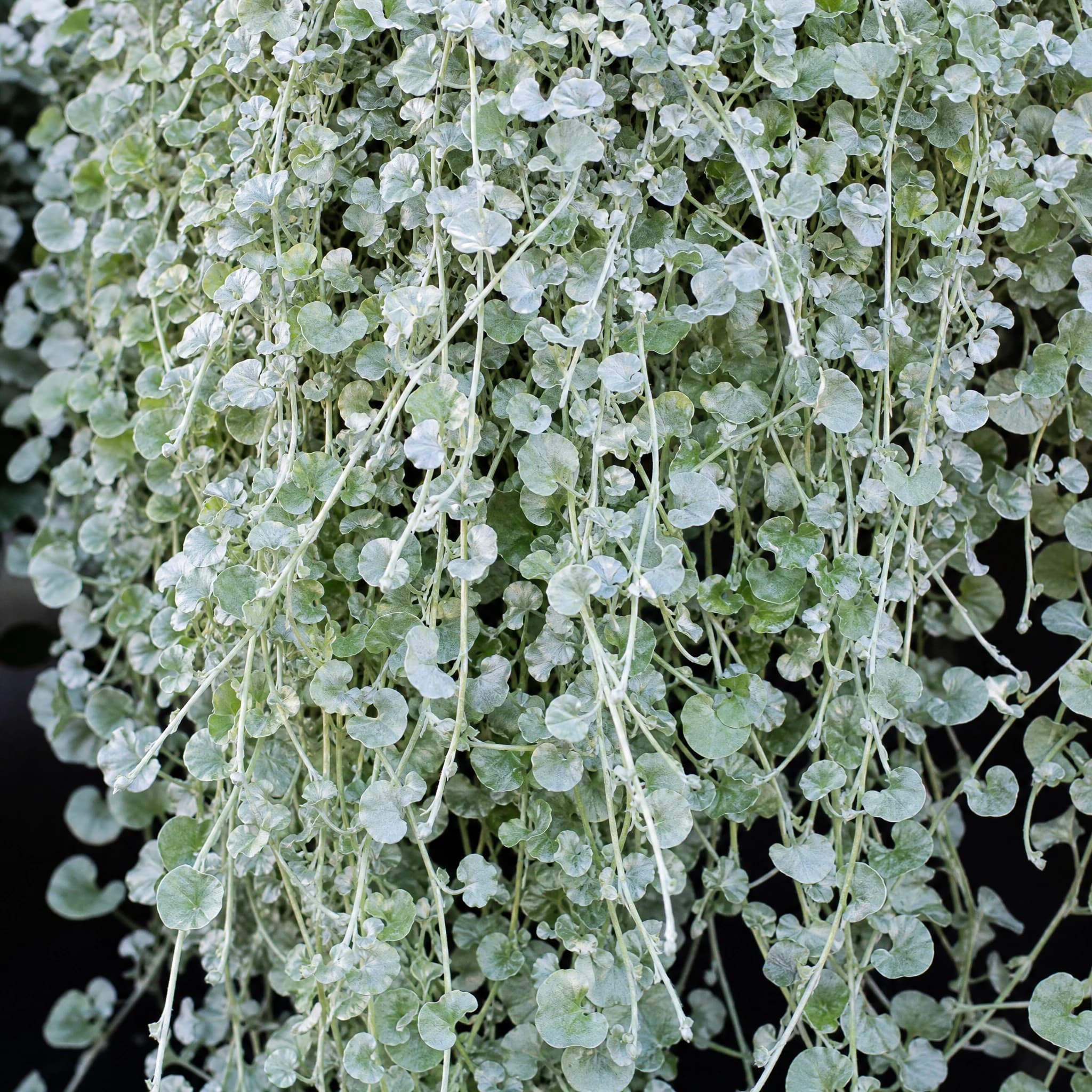 דיכונדרה מכסיפה (dichondra argentea silver falls) — תקריב עלים, משתלת הדר נוי