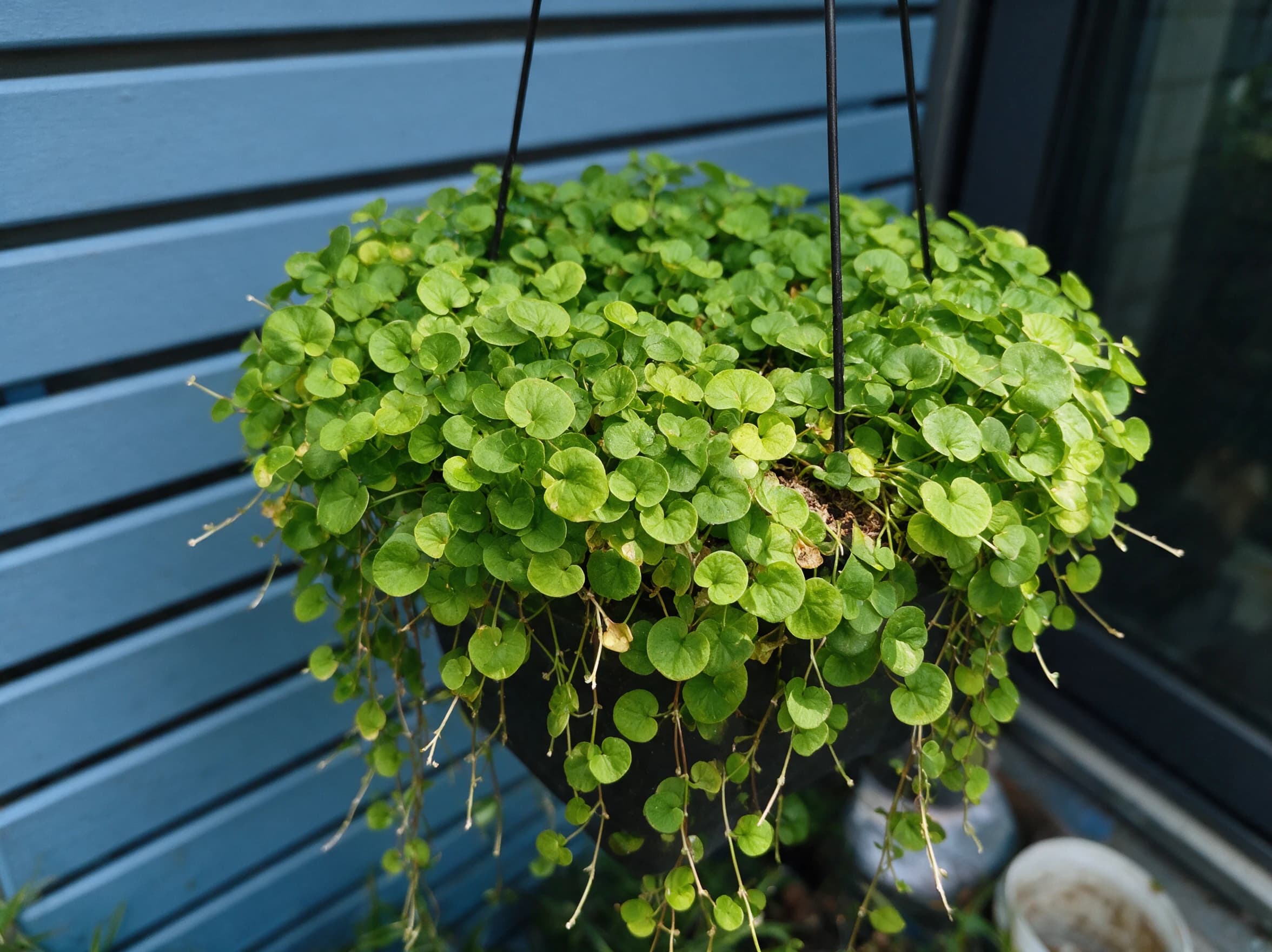 דיכונדרה ירוקה (dichondra micrantha) — דיכונדרה ירוקה בעציץ תלוי על רקע קיר סטים כהה במרפסת — שתילה במיכל ובמרפסת, משתלת הדר נוי