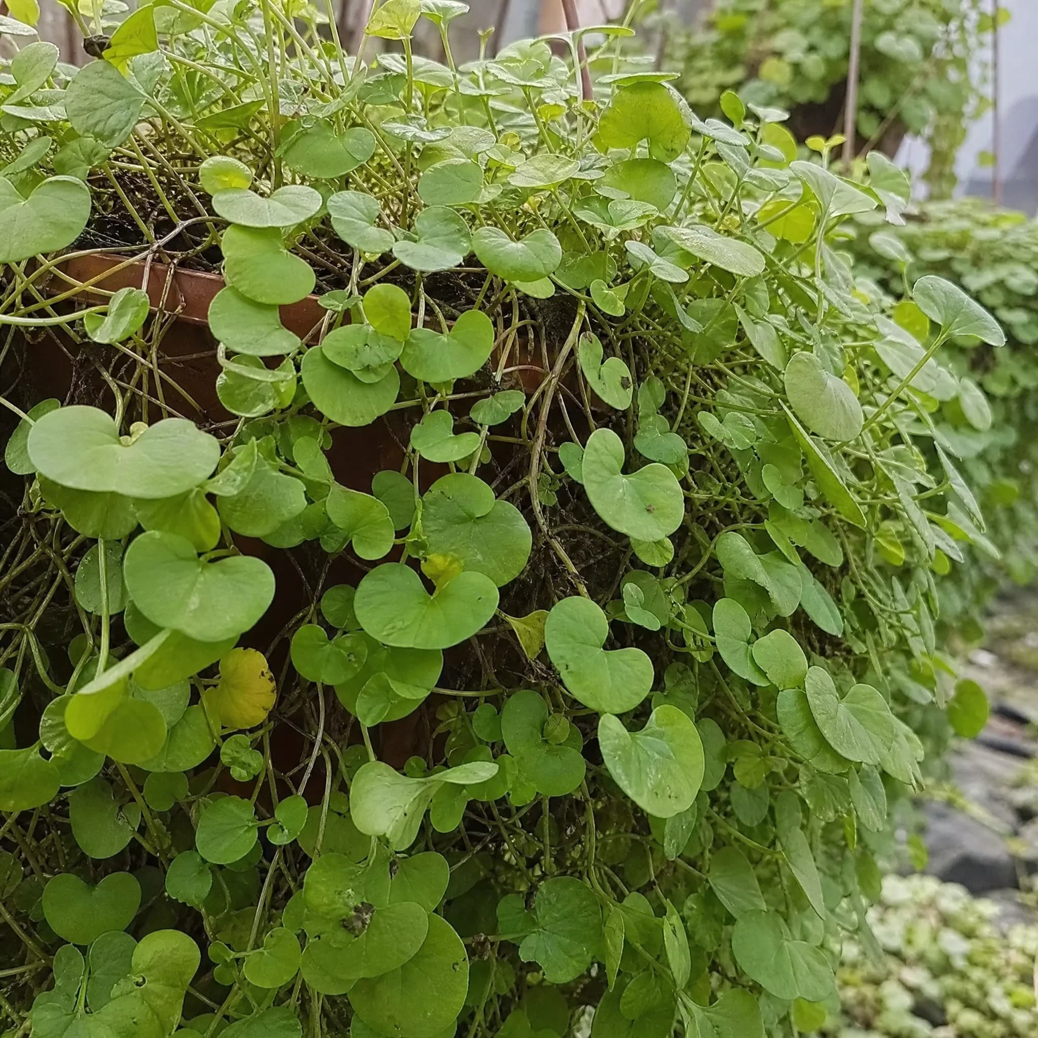 דיכונדרה ירוקה (dichondra micrantha) — תקריב עלים, משתלת הדר נוי