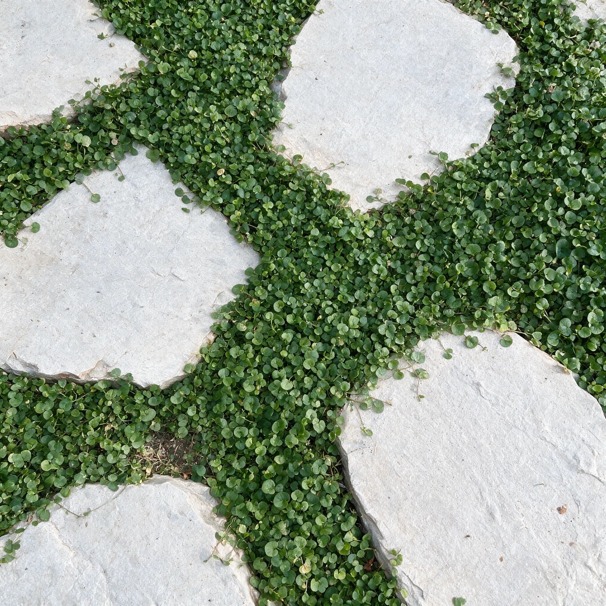 דיכונדרה ירוקה (dichondra micrantha) — דיכונדרה ירוקה מכסה את המרווחים בין אבני מדרך — שתילה בין אבני מדרך, משתלת הדר נוי