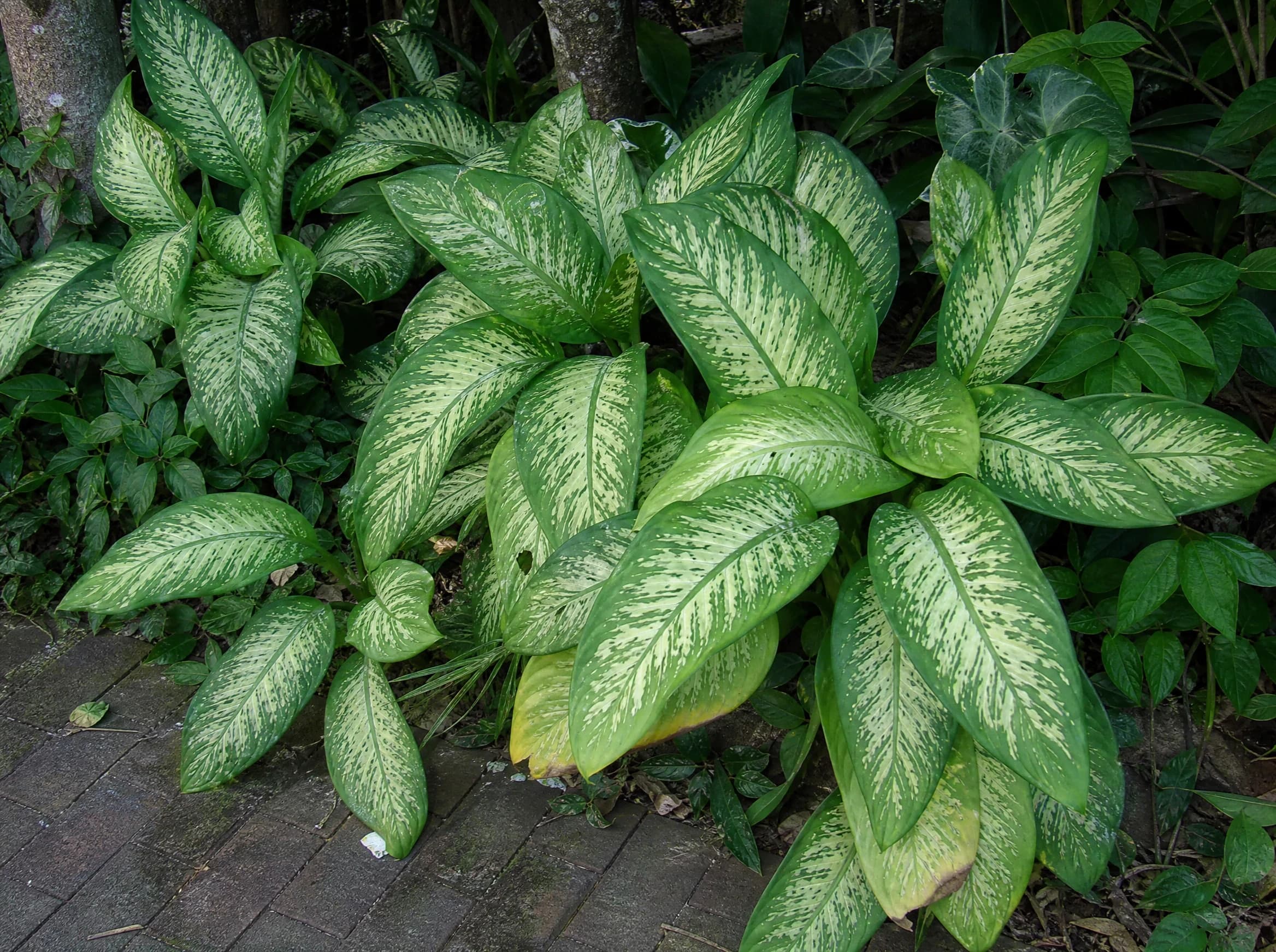 דיפנבכיה "אתנה" (dieffenbachia seguine athena) — תקריב עלים, משתלת הדר נוי